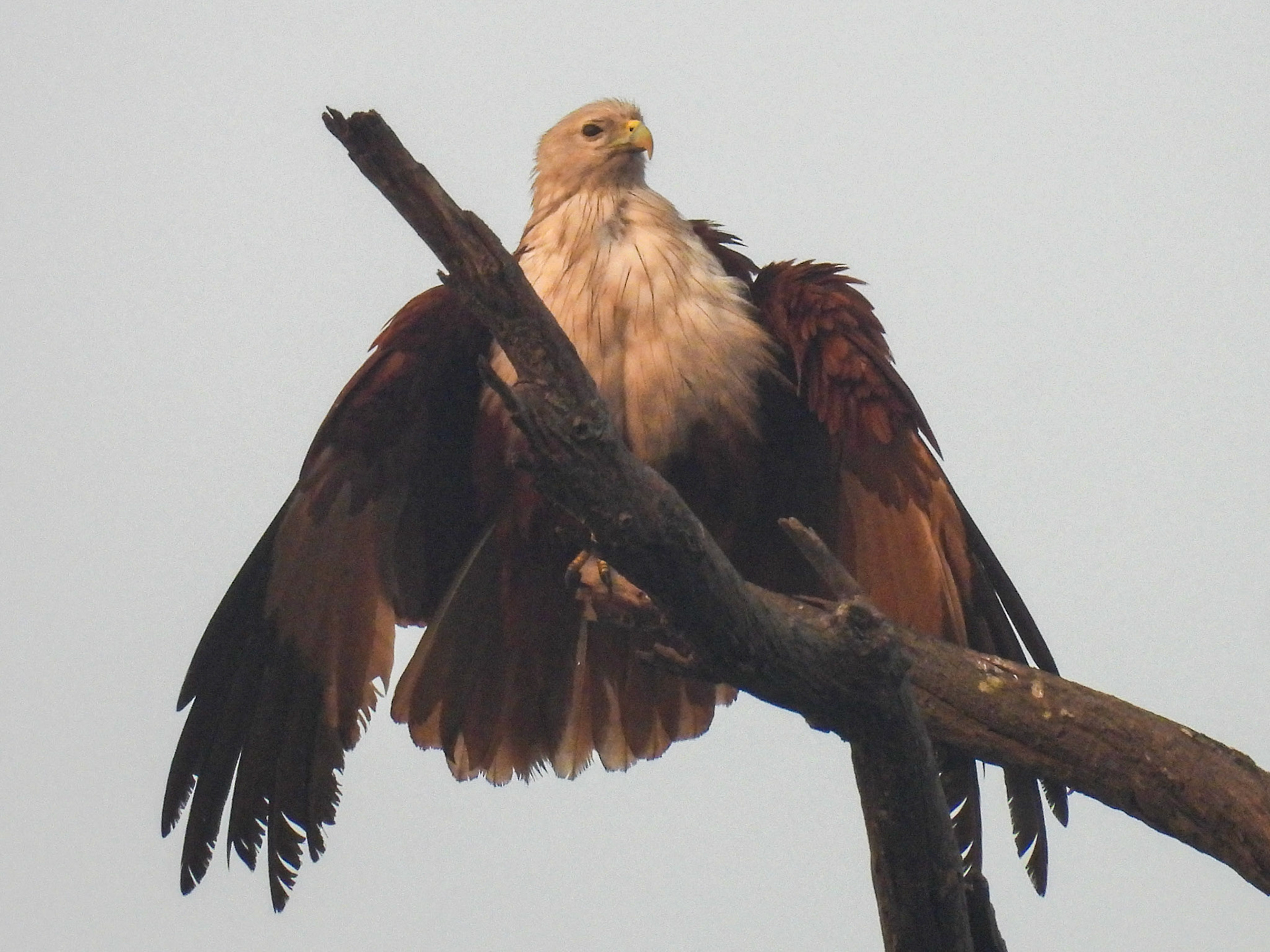Brahminy Kite
