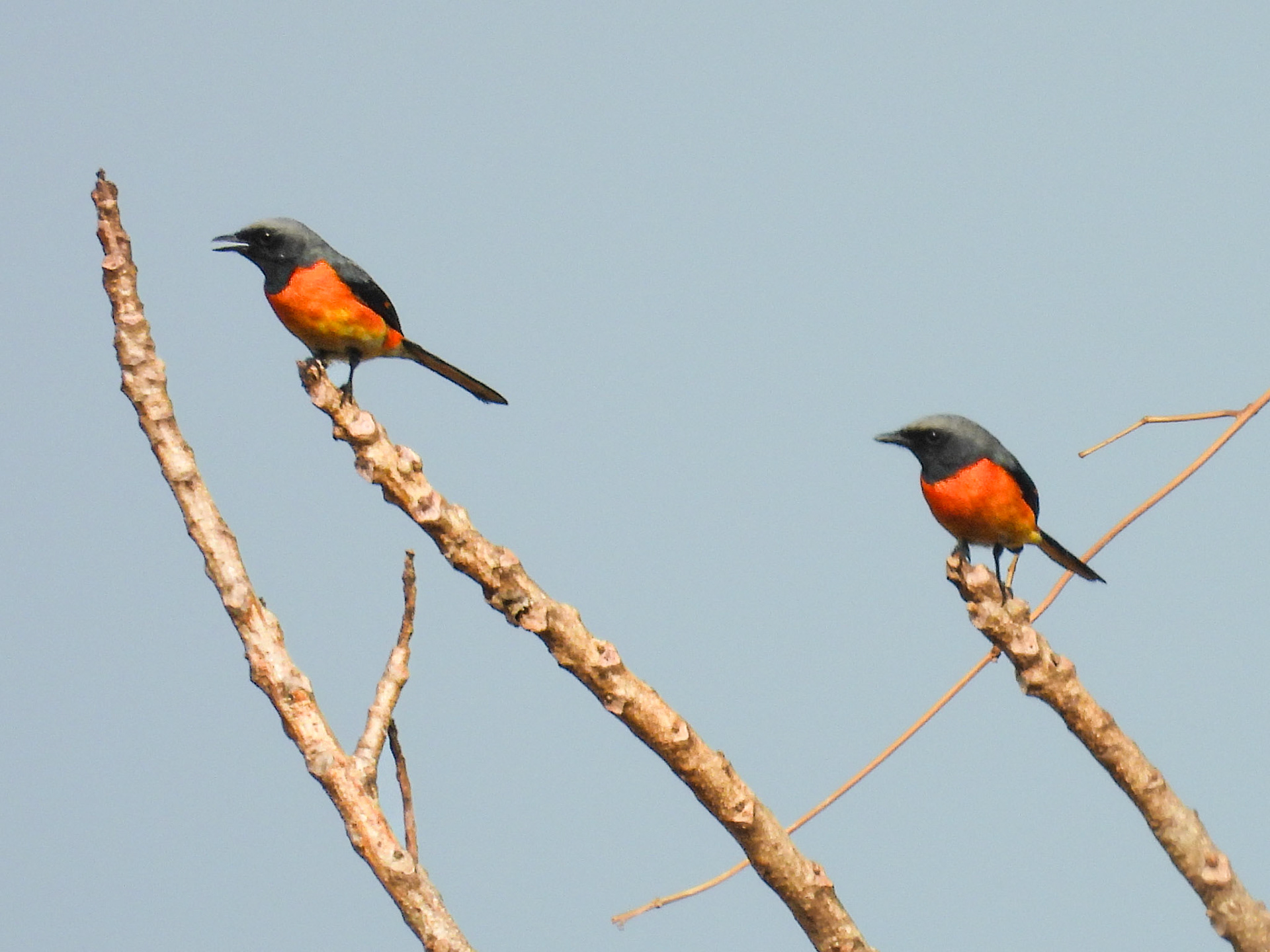 Small Minivet