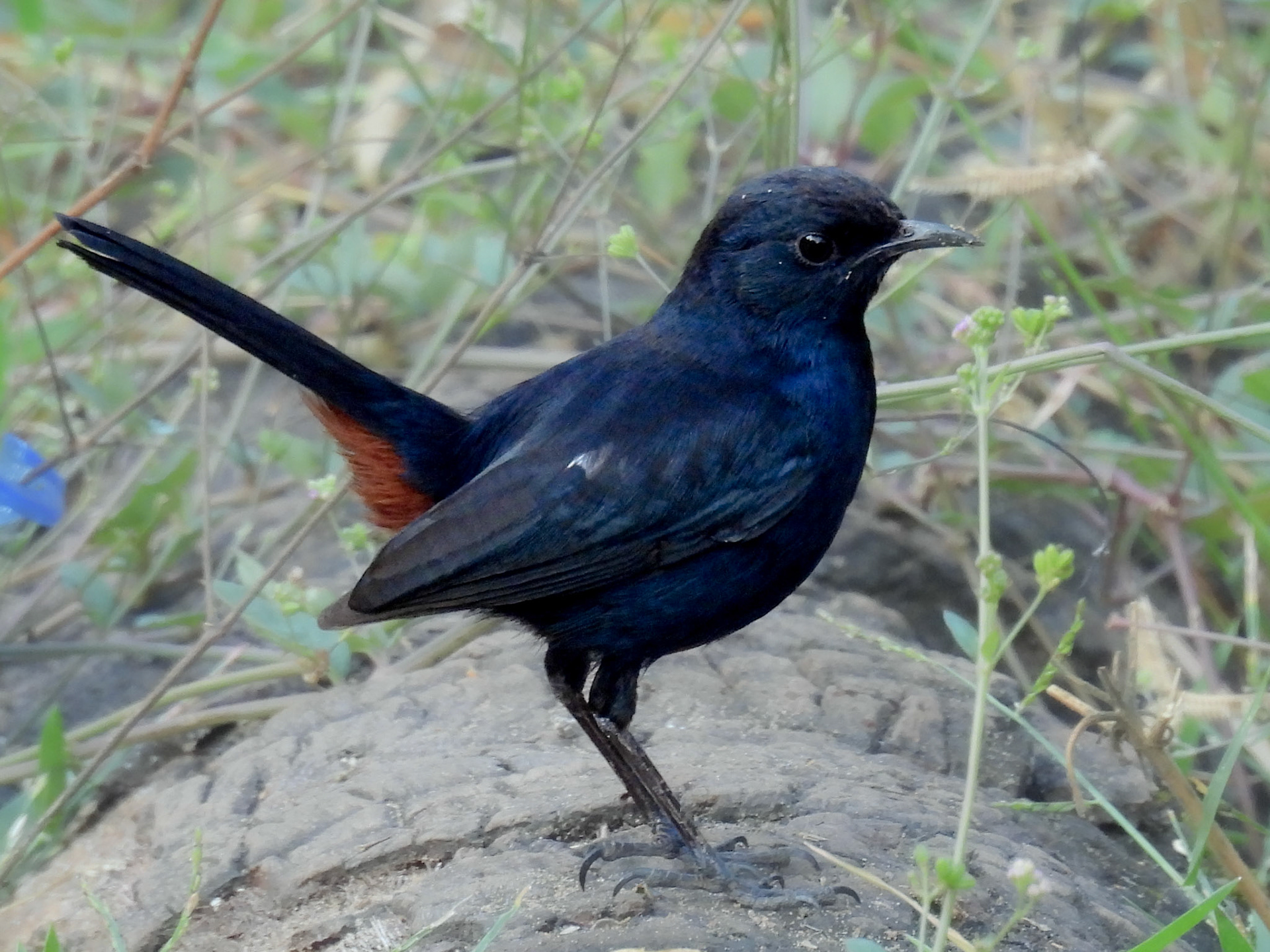 Indian Robin