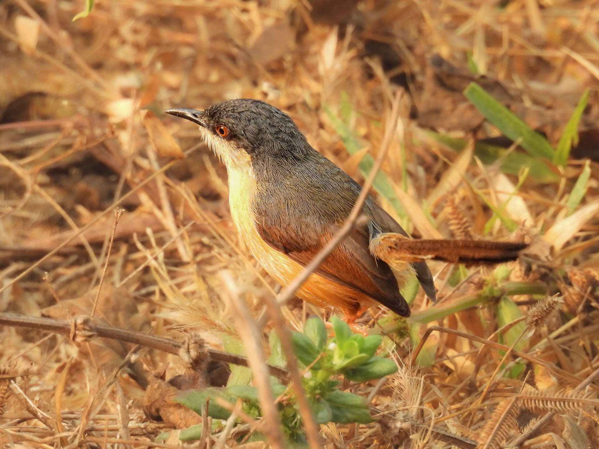 Ashy Prinia