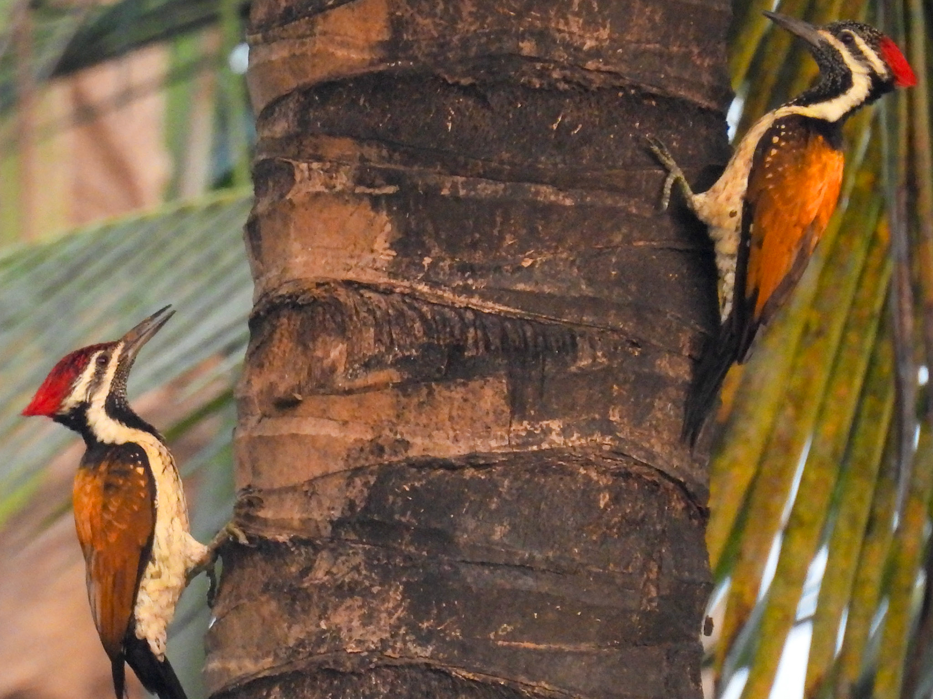 Black-rumped Flameback
