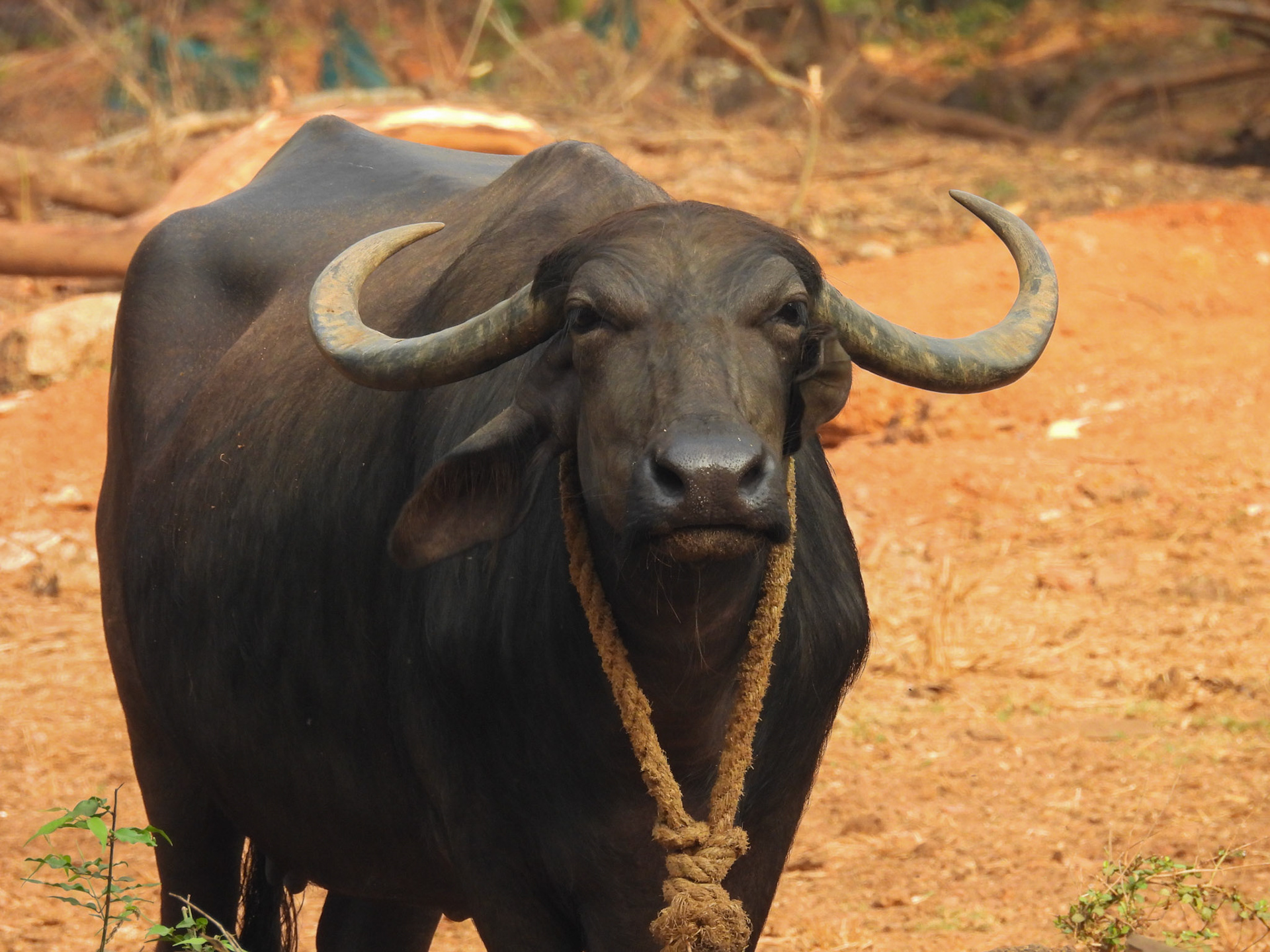 Water Buffalo