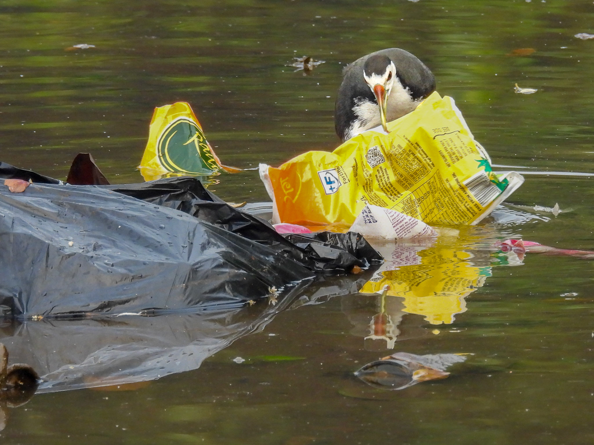 White-throated Waterhen - Taking out the Trash