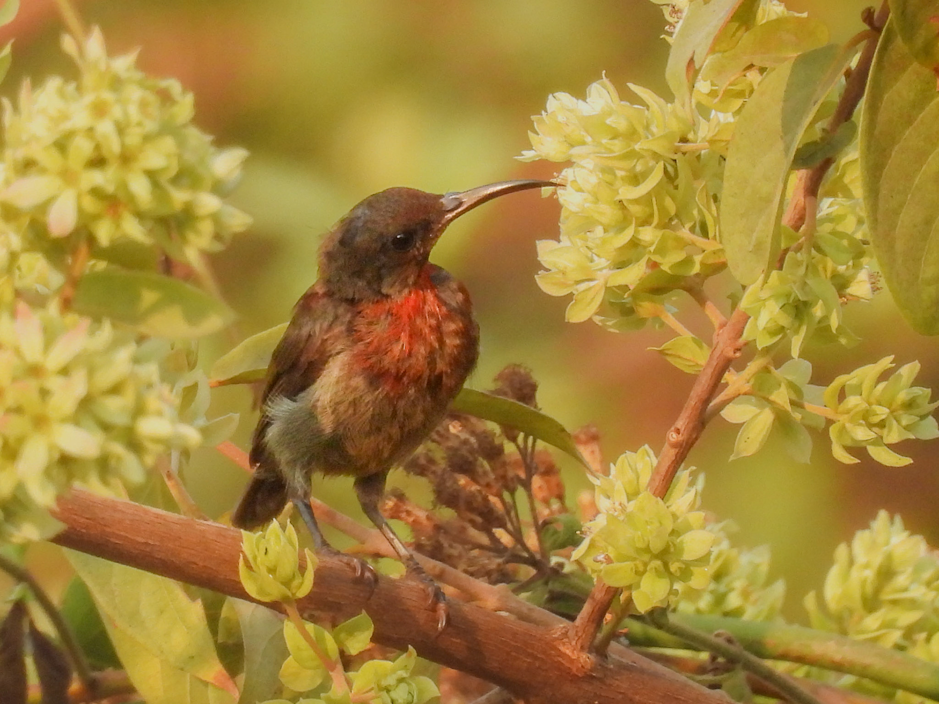 Vigor’s Sunbird (M) Juvenile