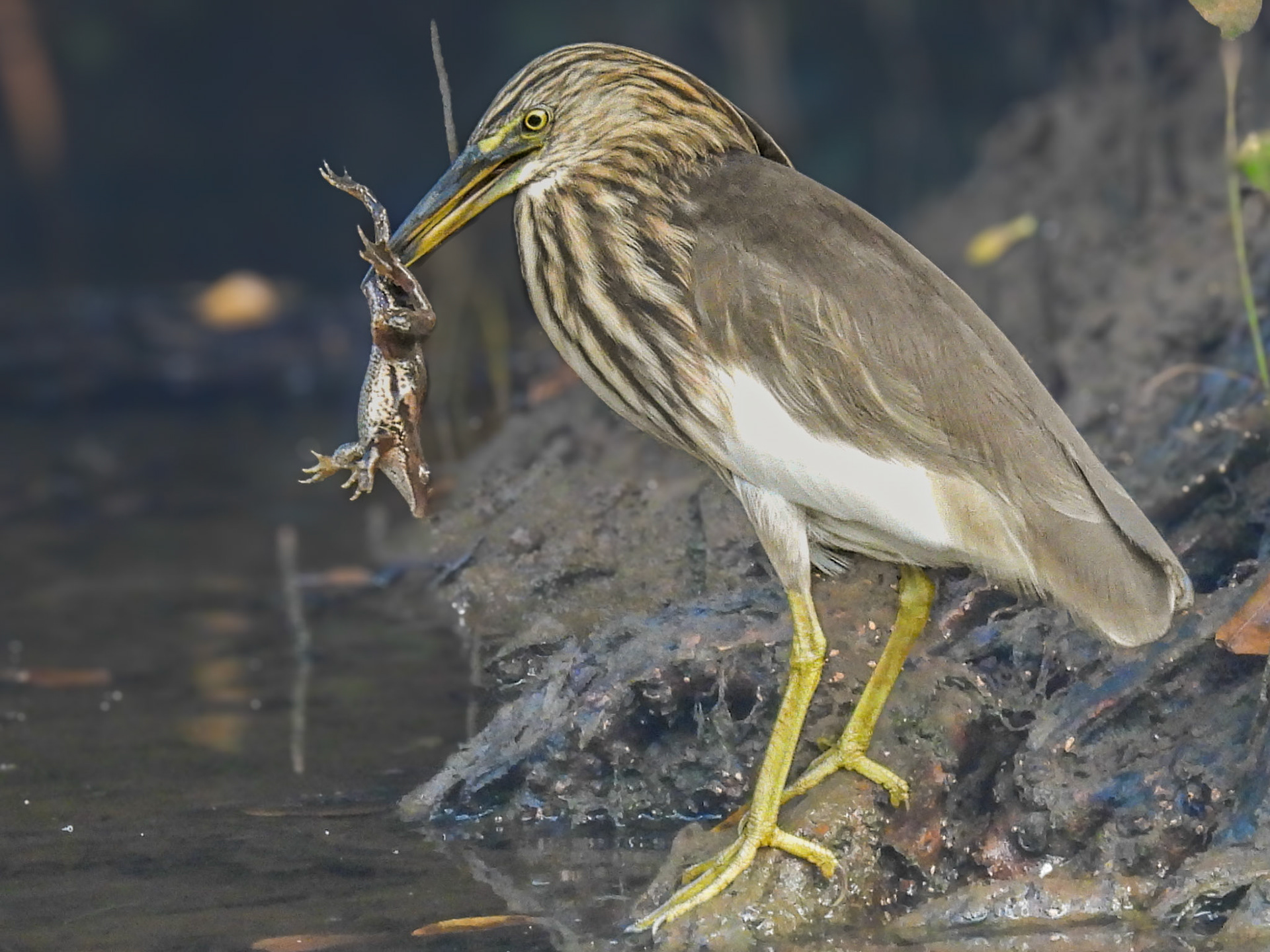 Indian Pond Heron