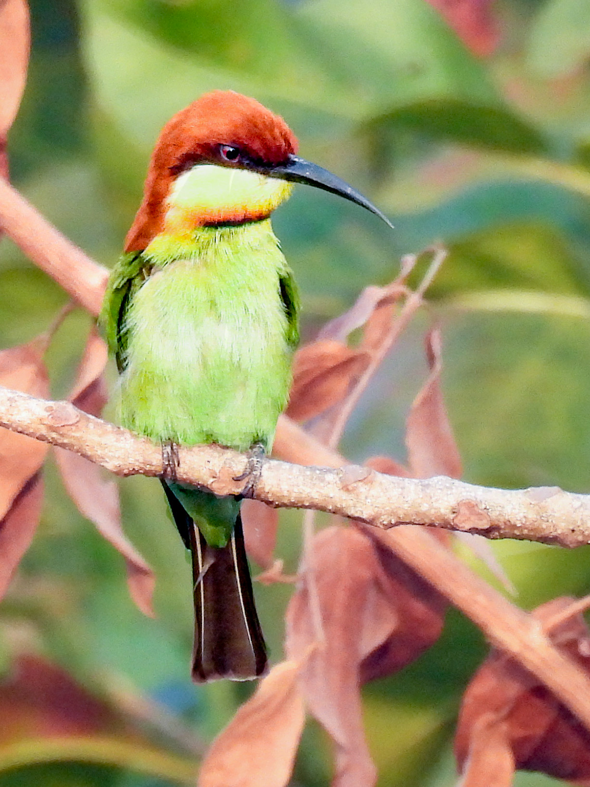 Chestnut-headed Bee-eater
