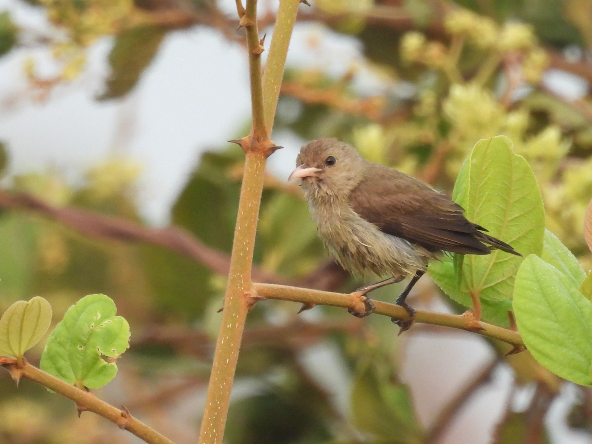 Pale-billed Flowerpecker