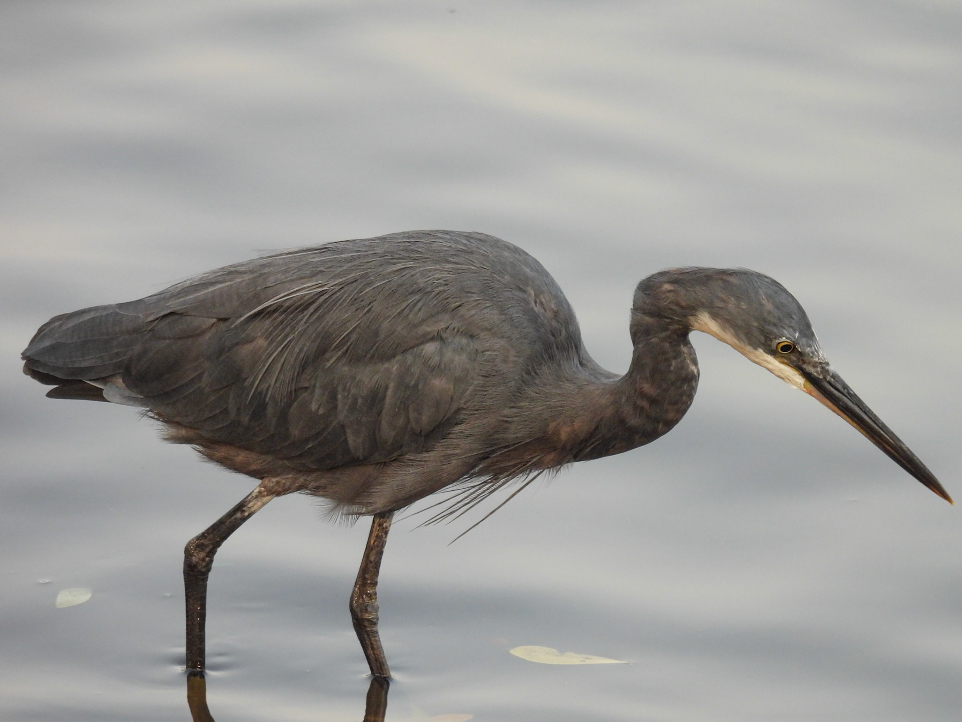 Western Reef Heron