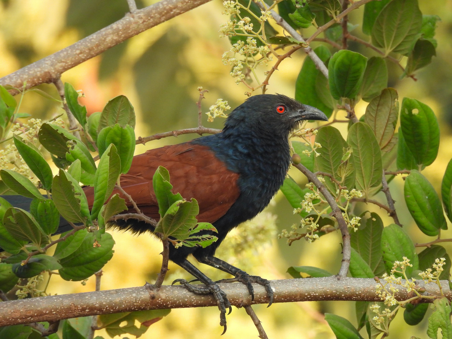 Greater Coucal