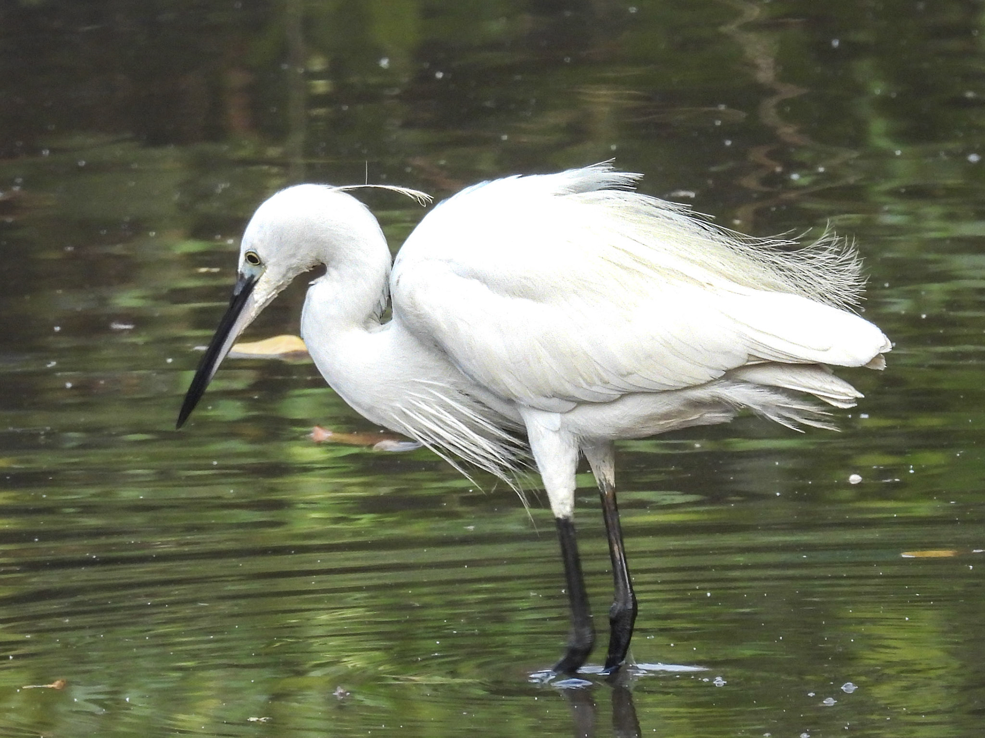 Small Egret