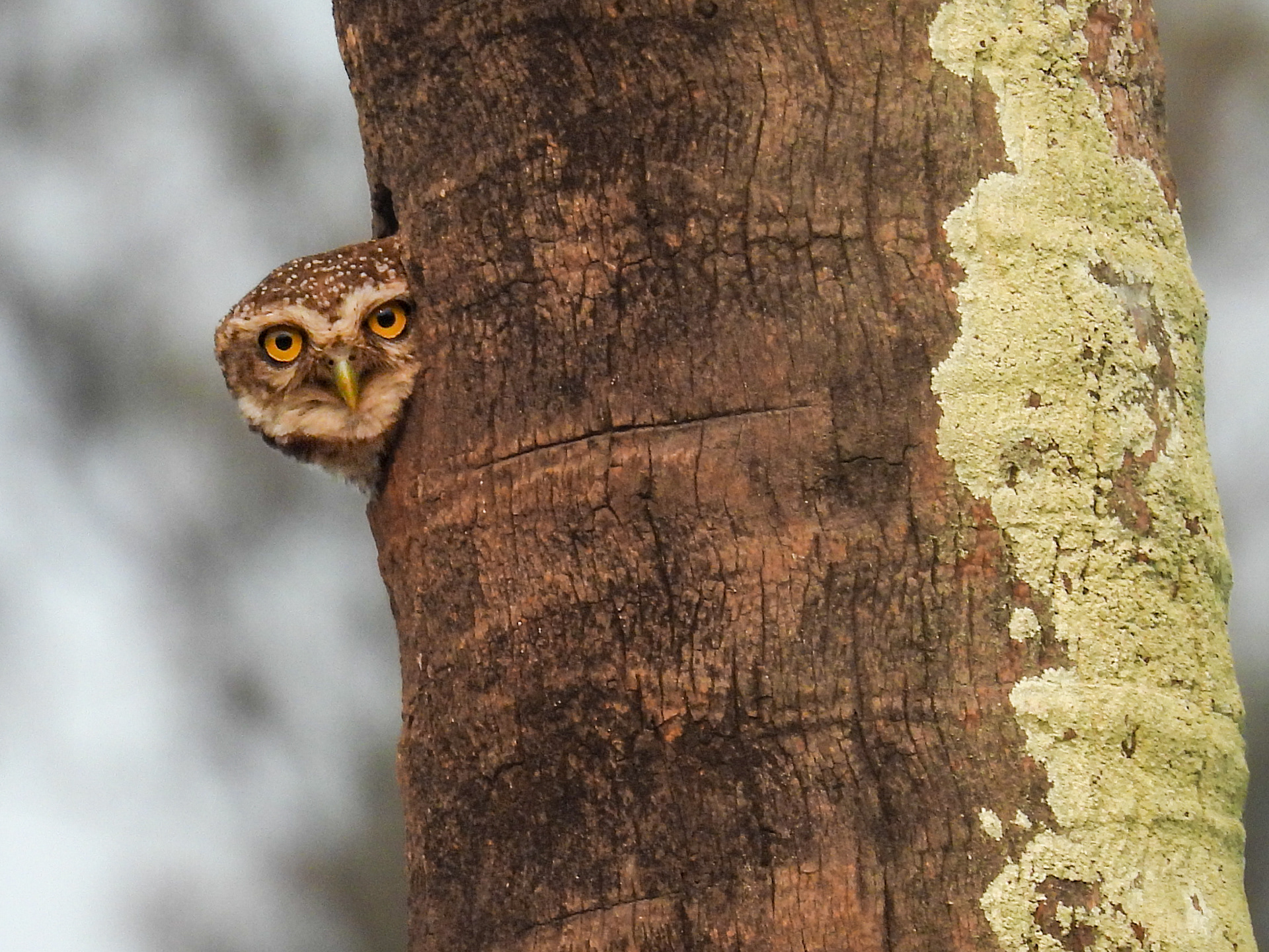 Spotted Owlet - Spotting Something!