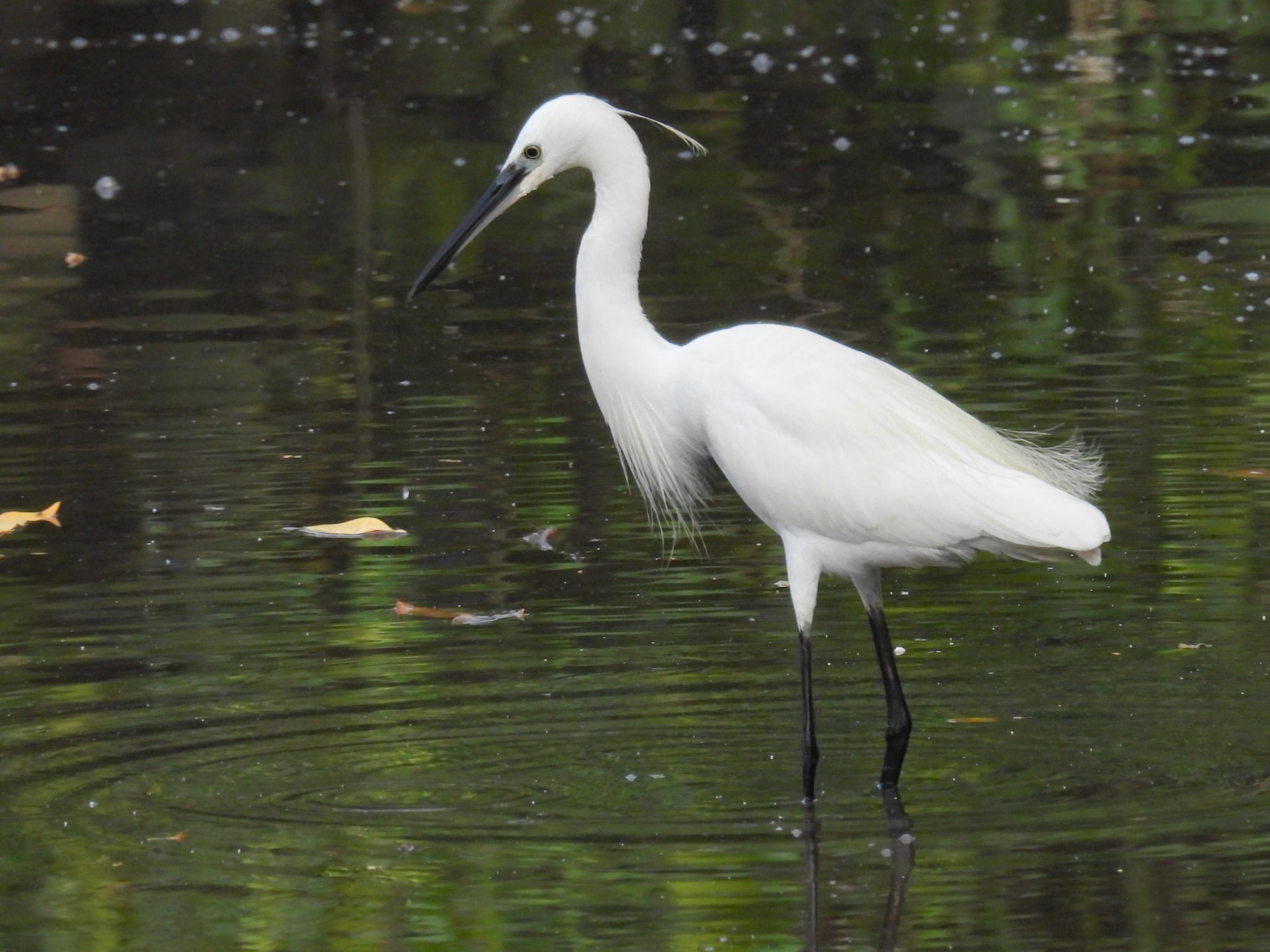 Small Egret