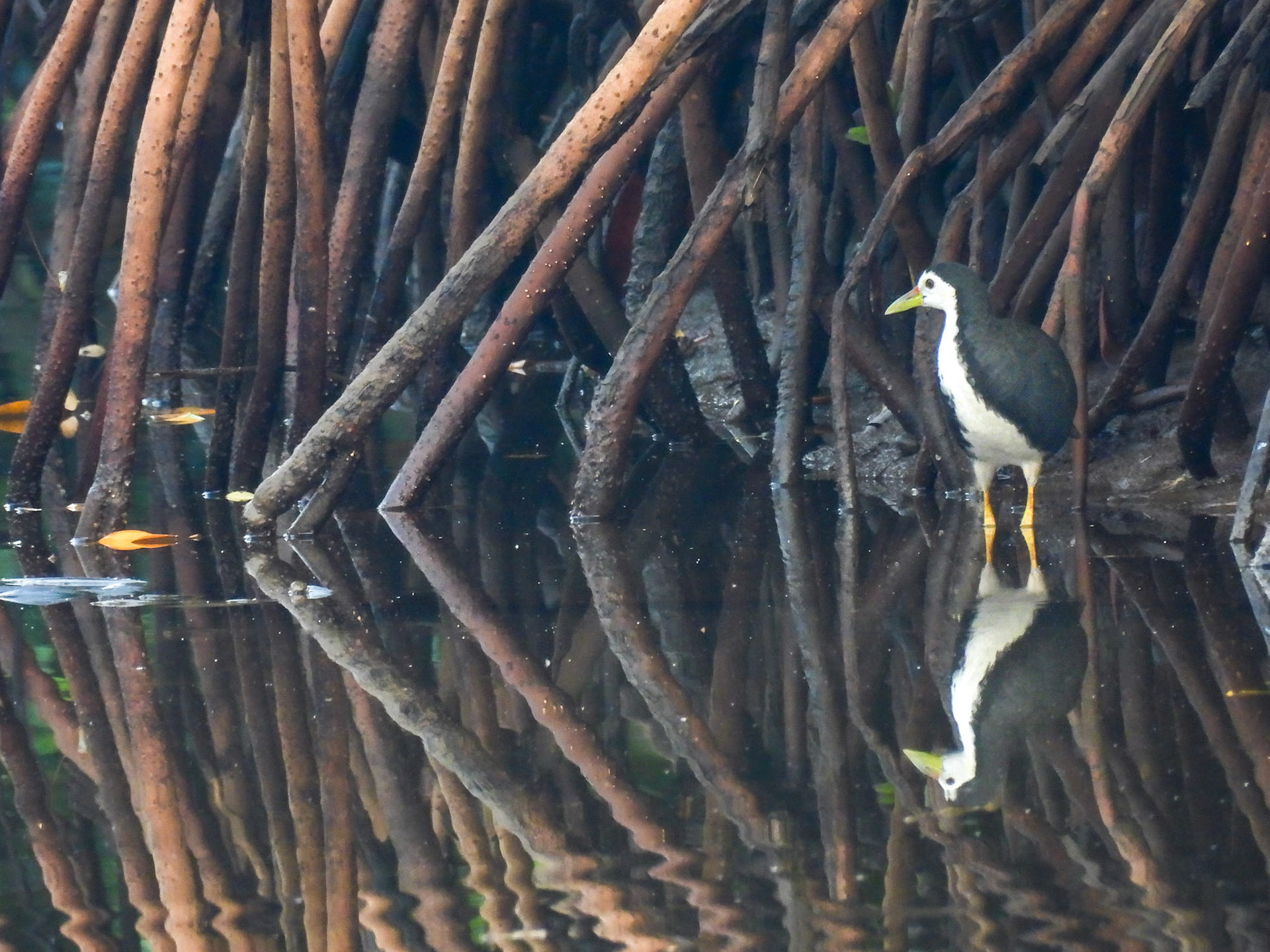 White-breasted Waterhen