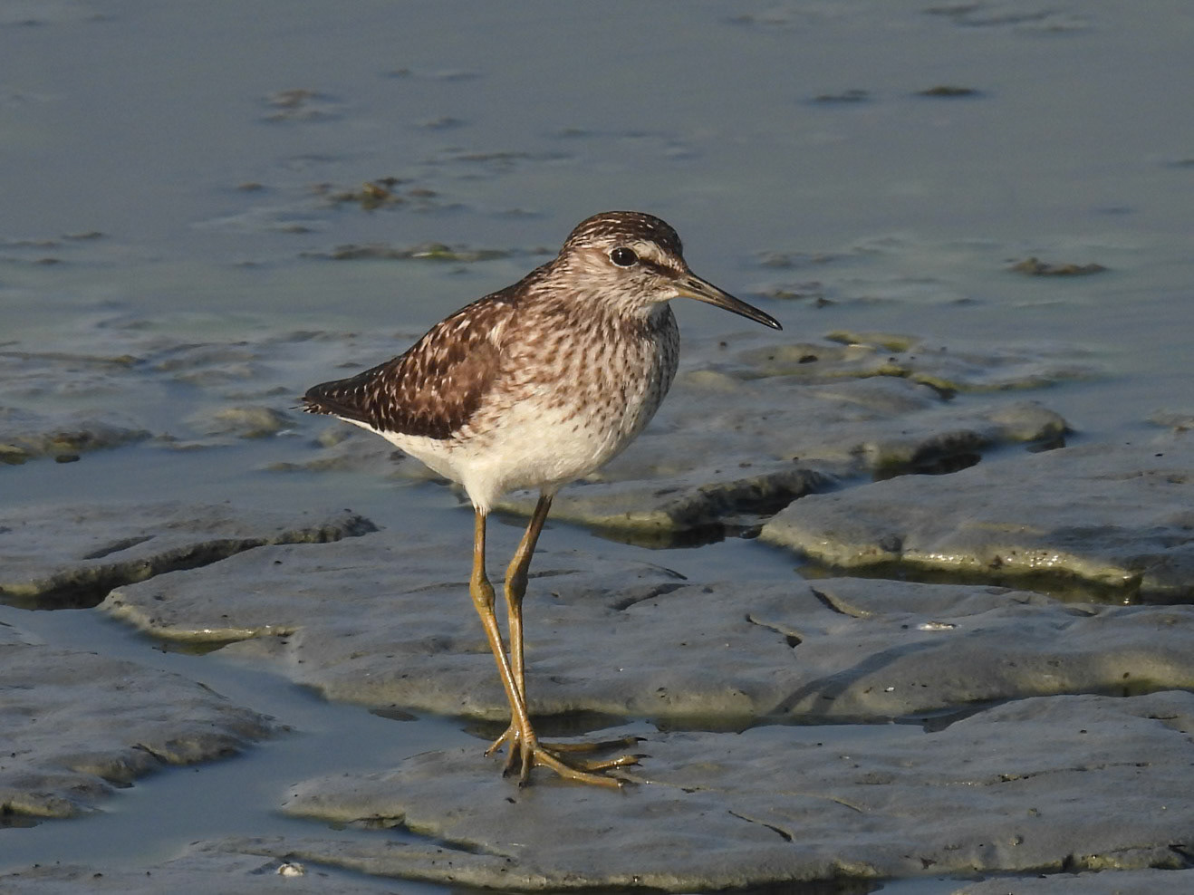 Wood Sandpiper