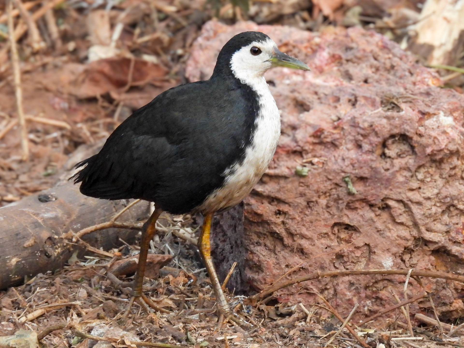 White-breasted Waterhen