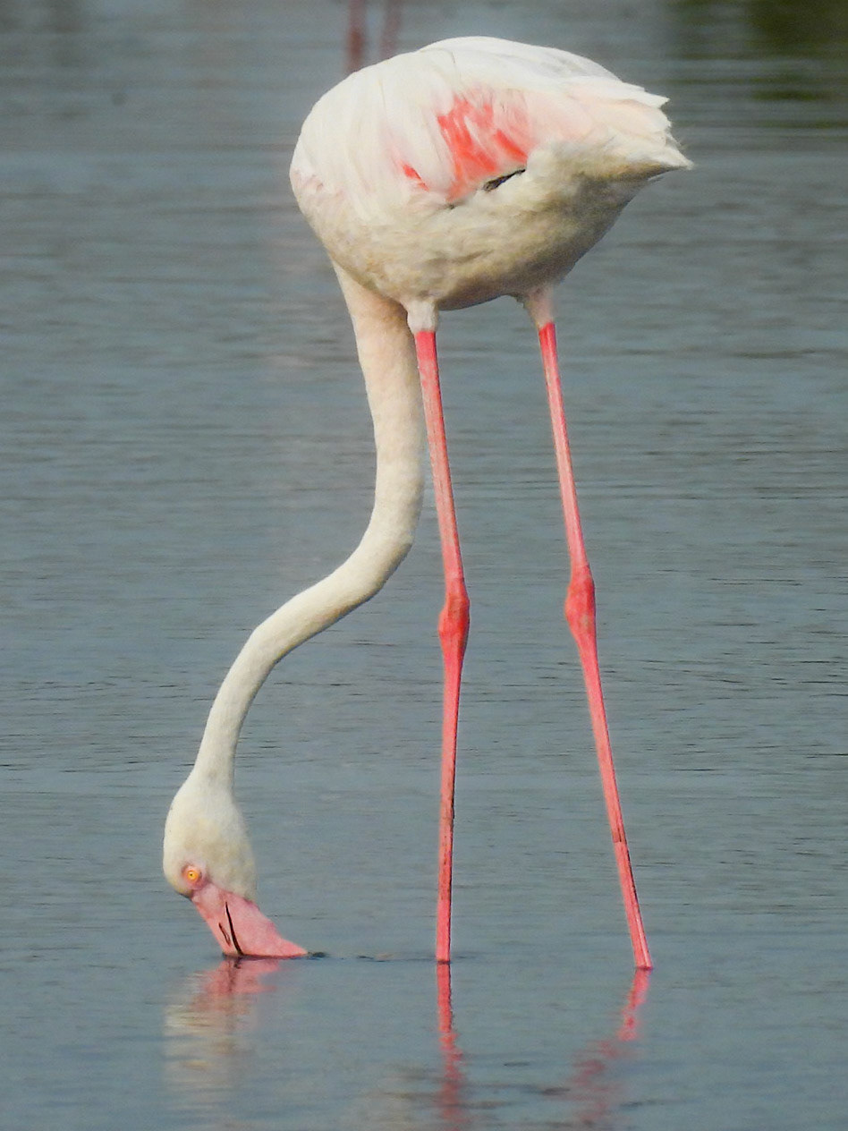 Greater Flamingo