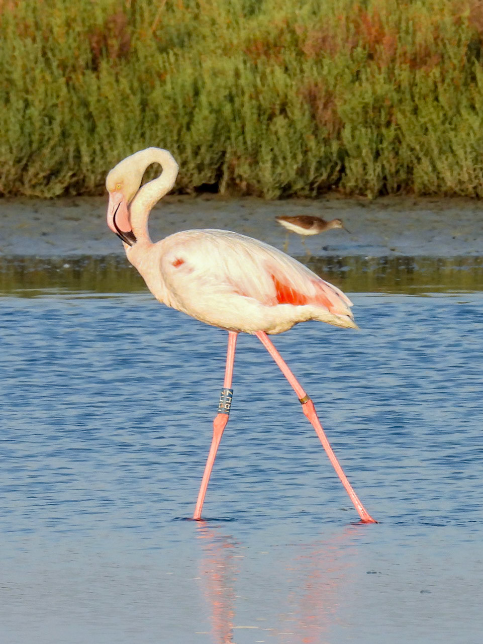 Greater Flamingo