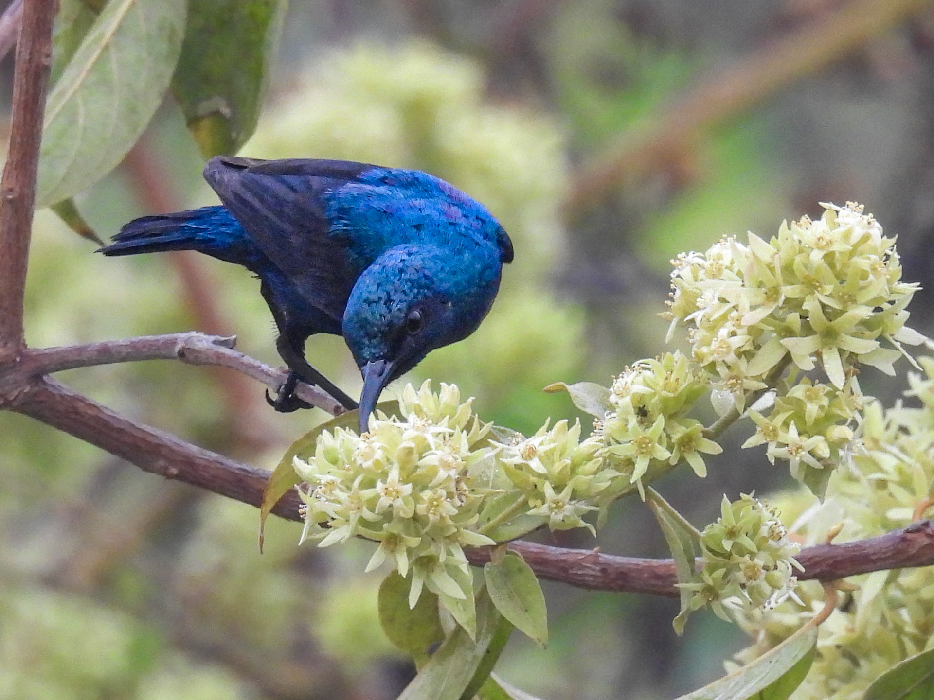 Purple Sunbird
