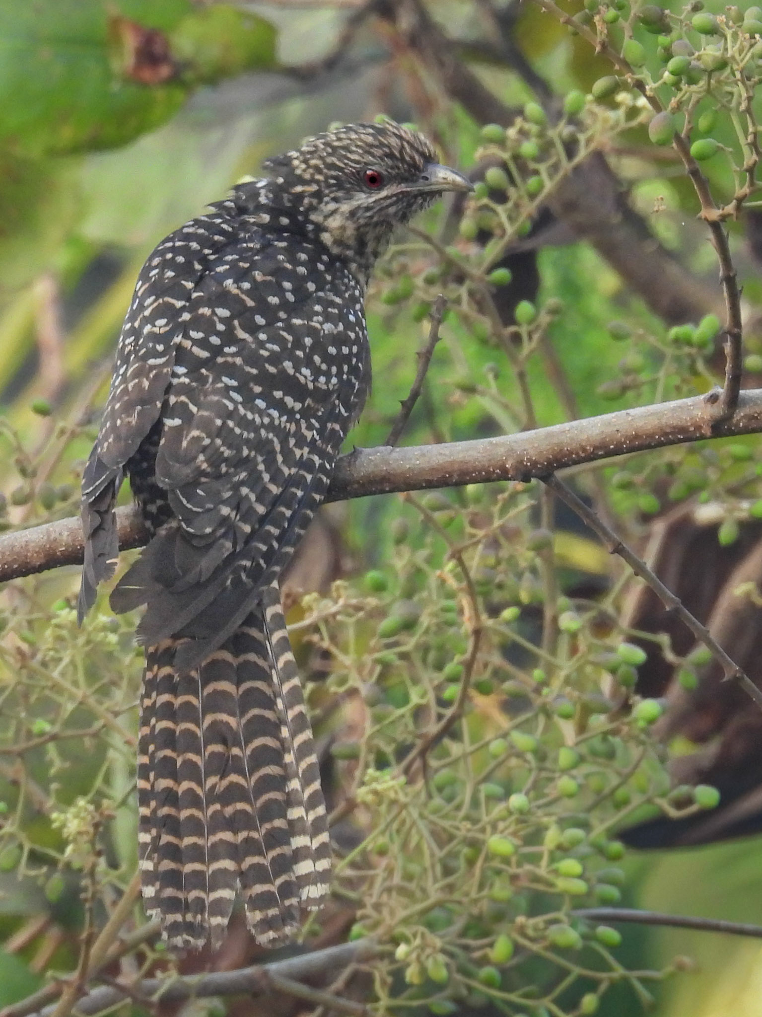 Asian Koel (F)