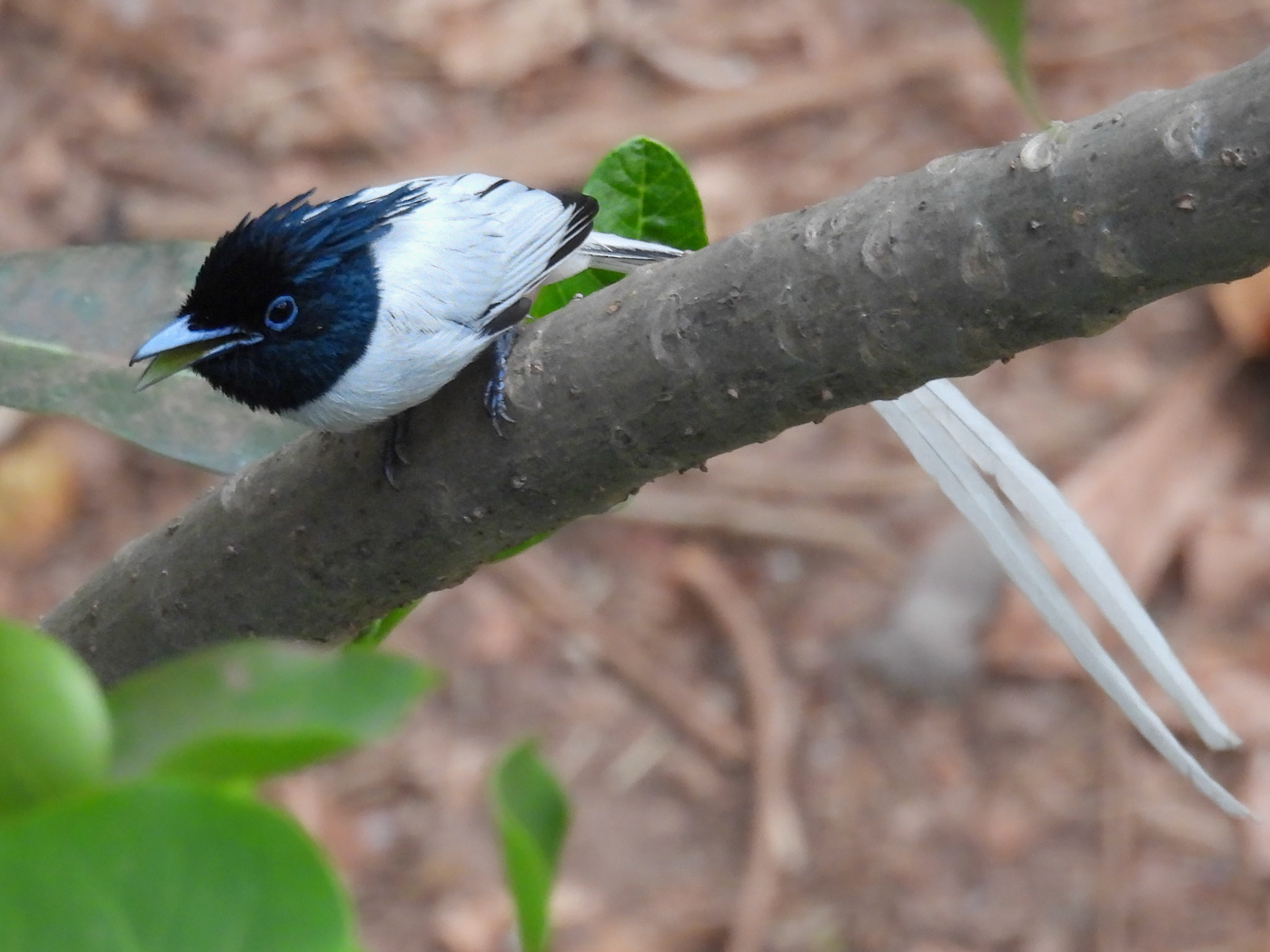 Asian Paradise Flycatcher