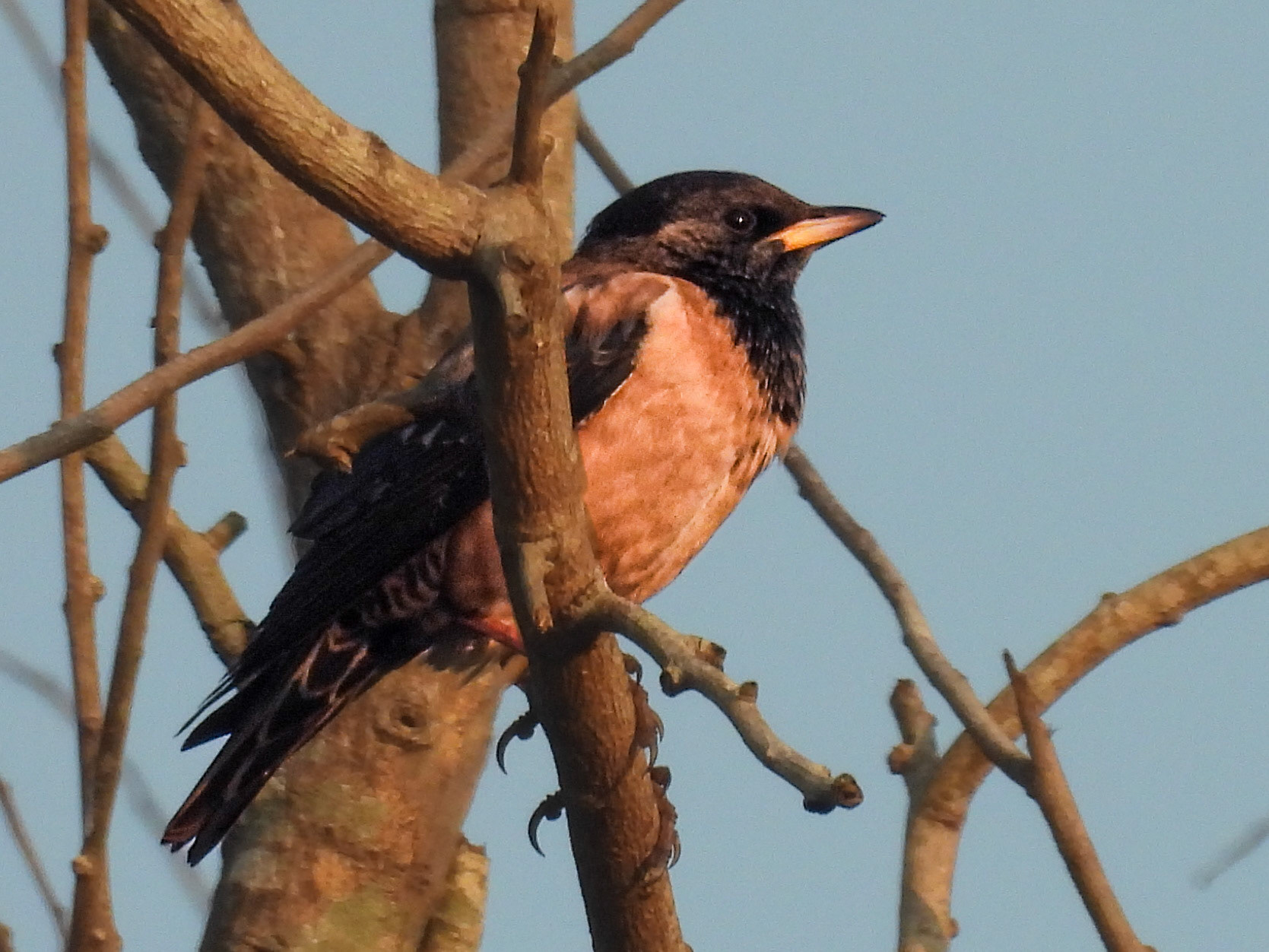 Rosy Starling 