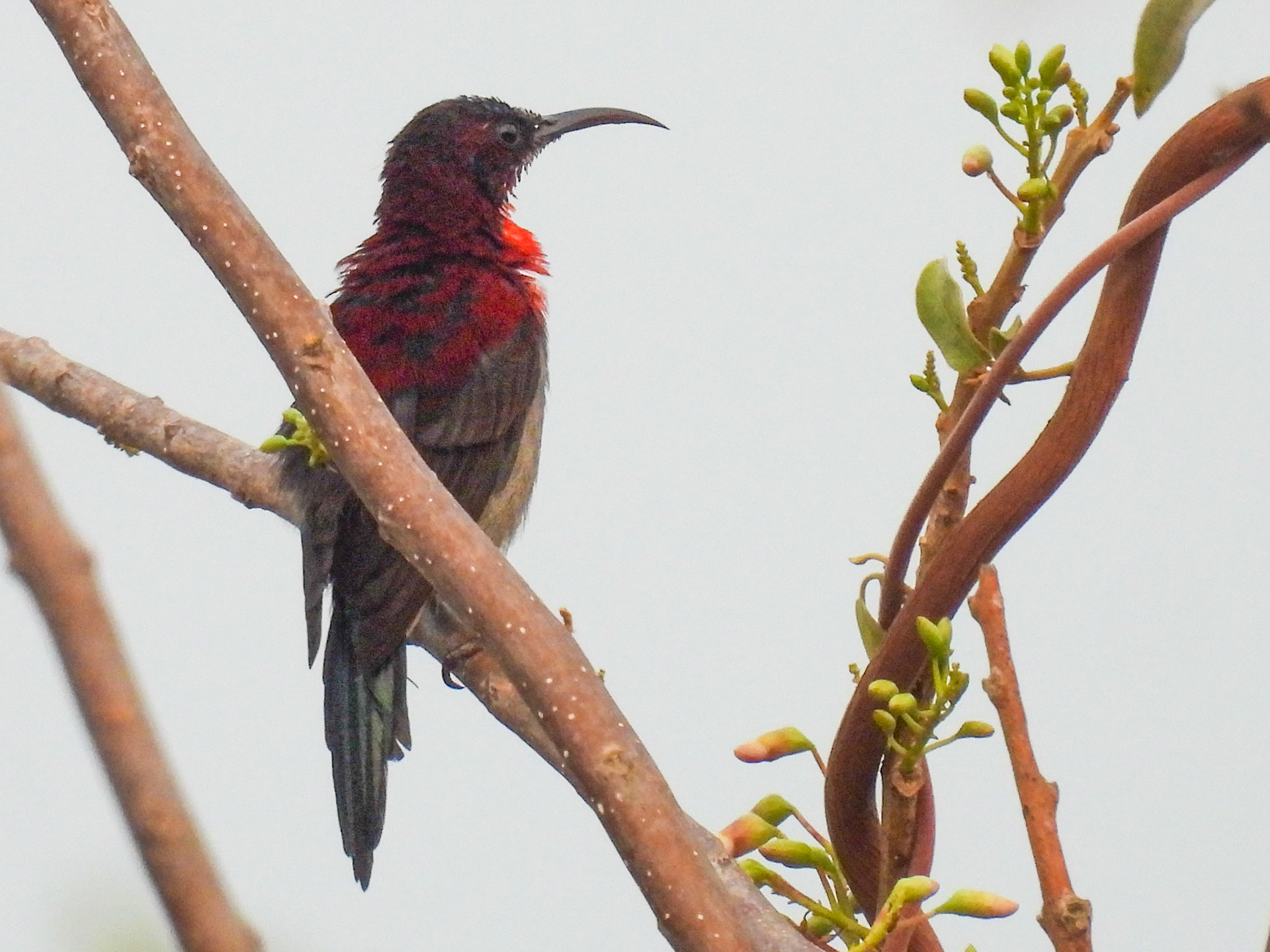 Vigor’s Sunbird (M)