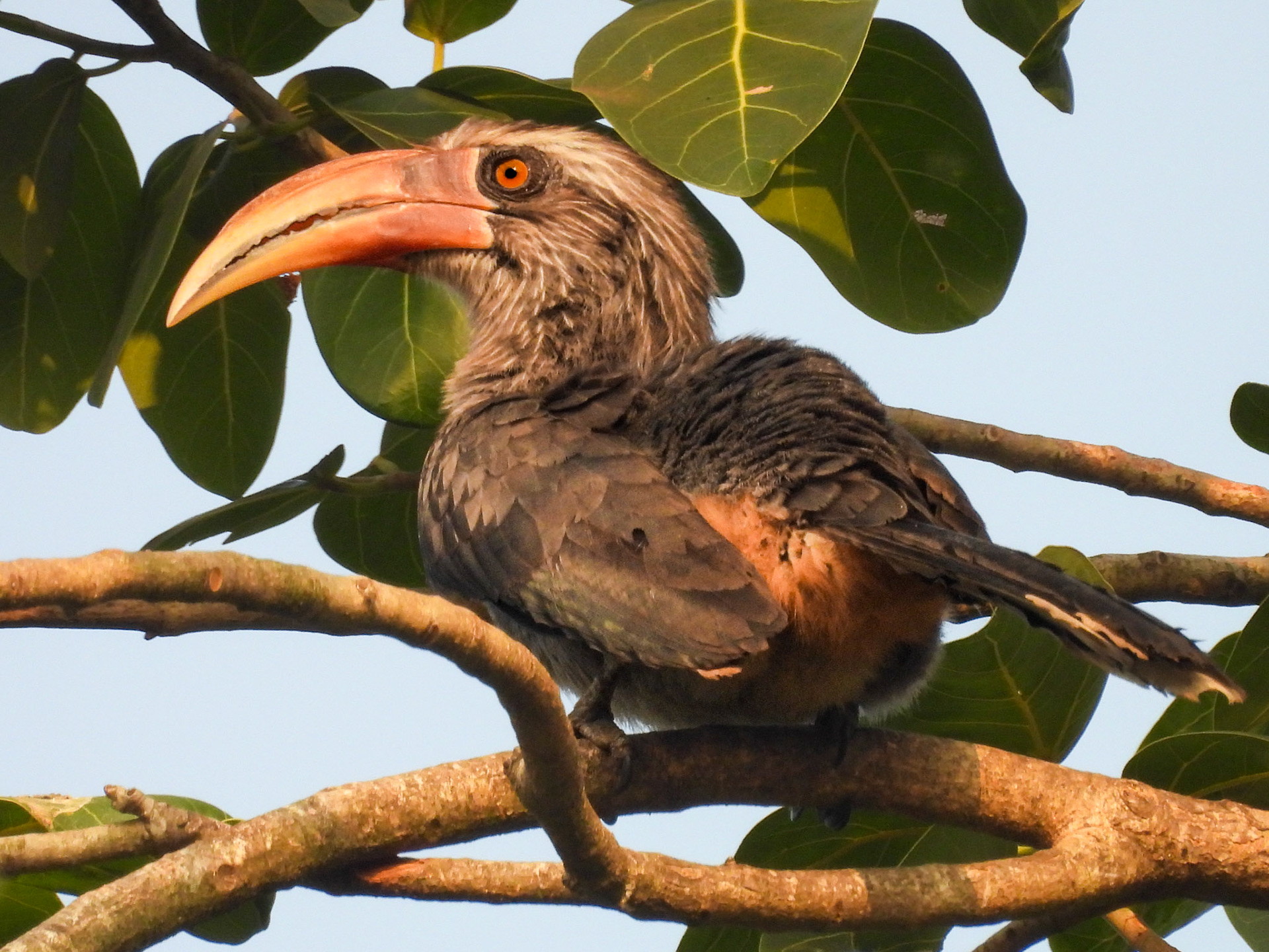 Malabar Grey Hornbill
