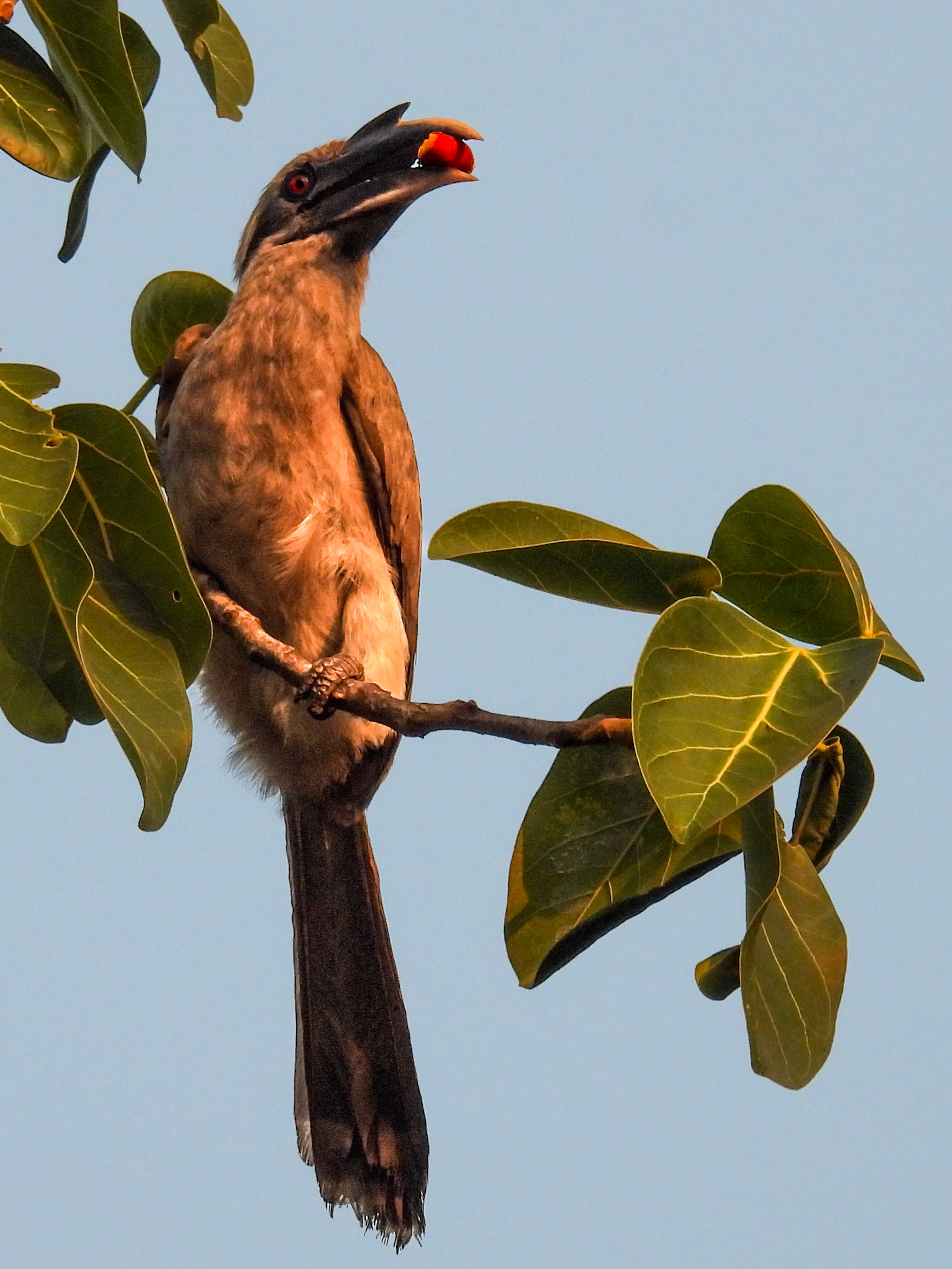 Indian Grey Hornbill 