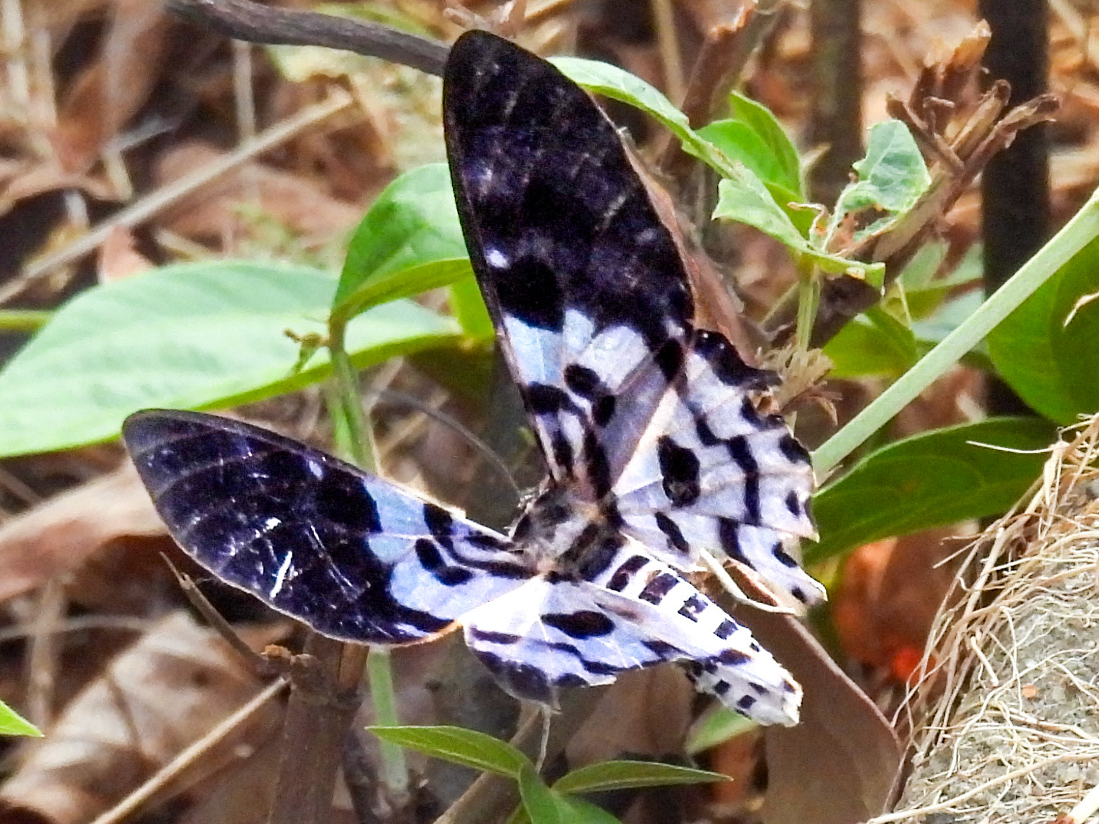 Blue Tiger Moth