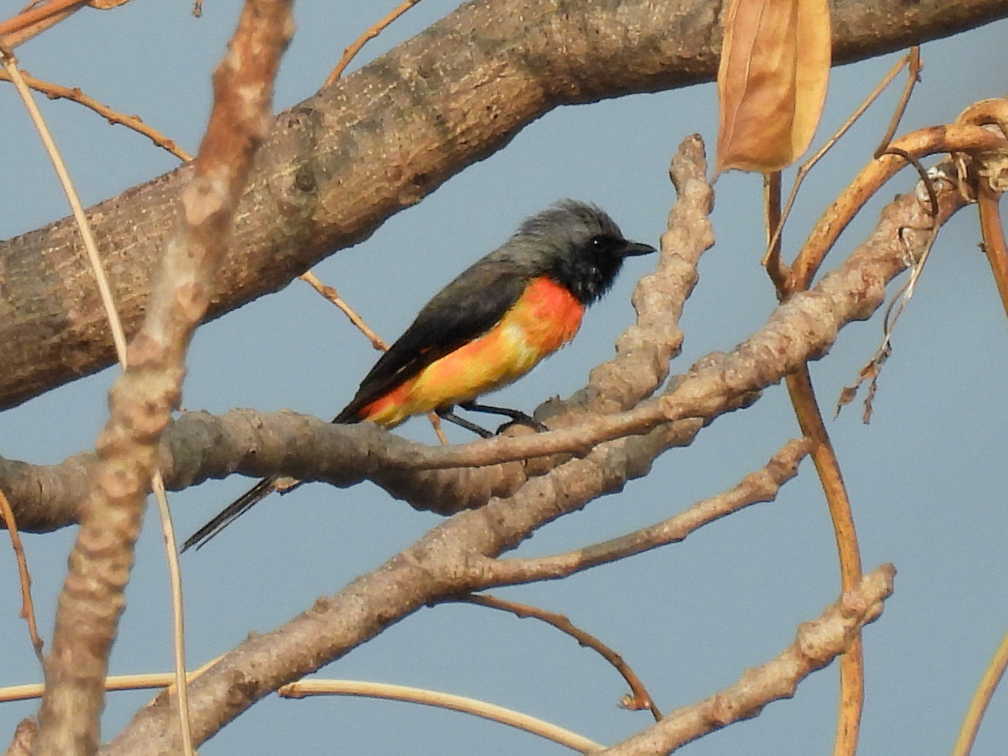 Small Minivet
