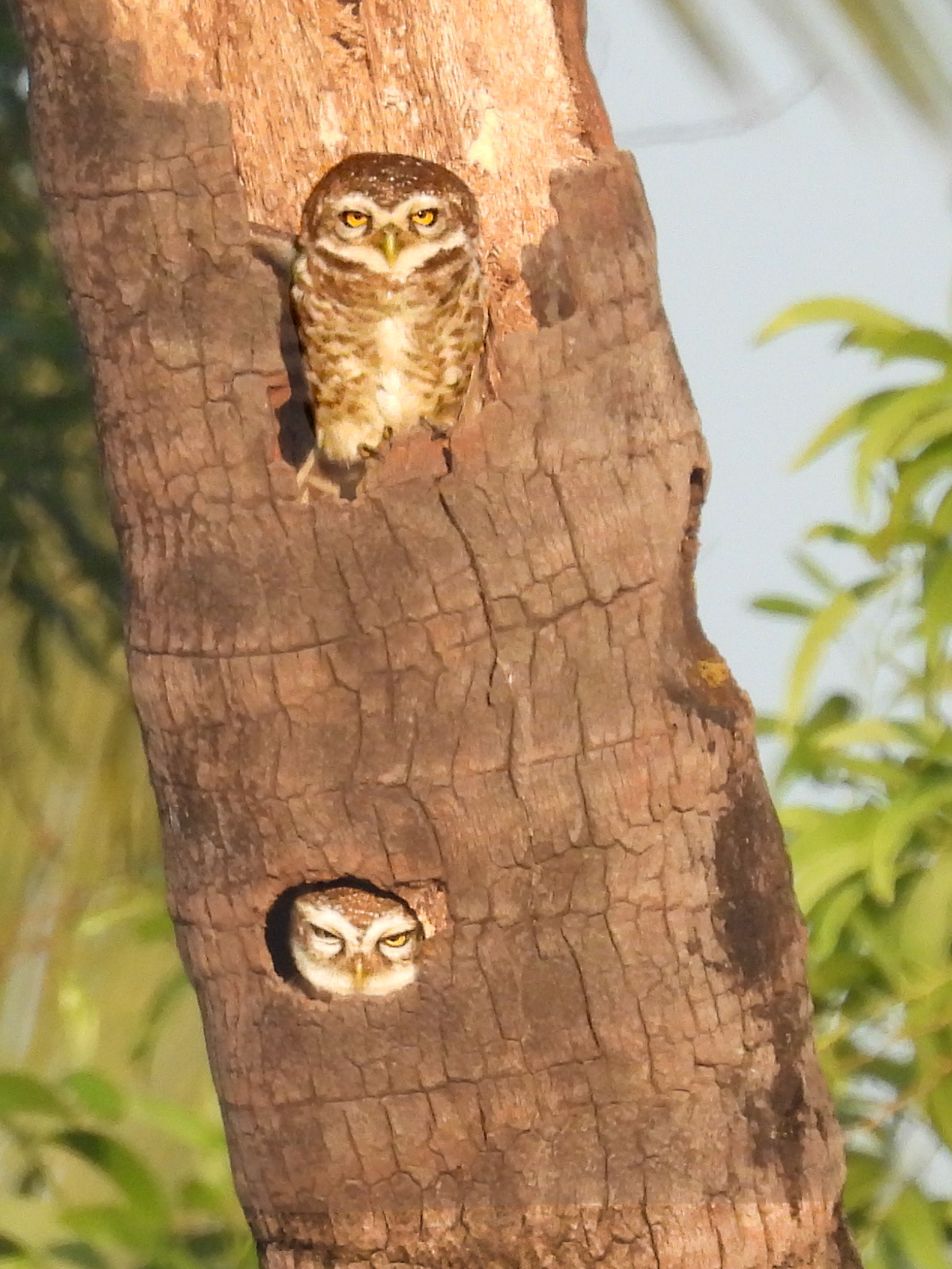 Spotted Owlet