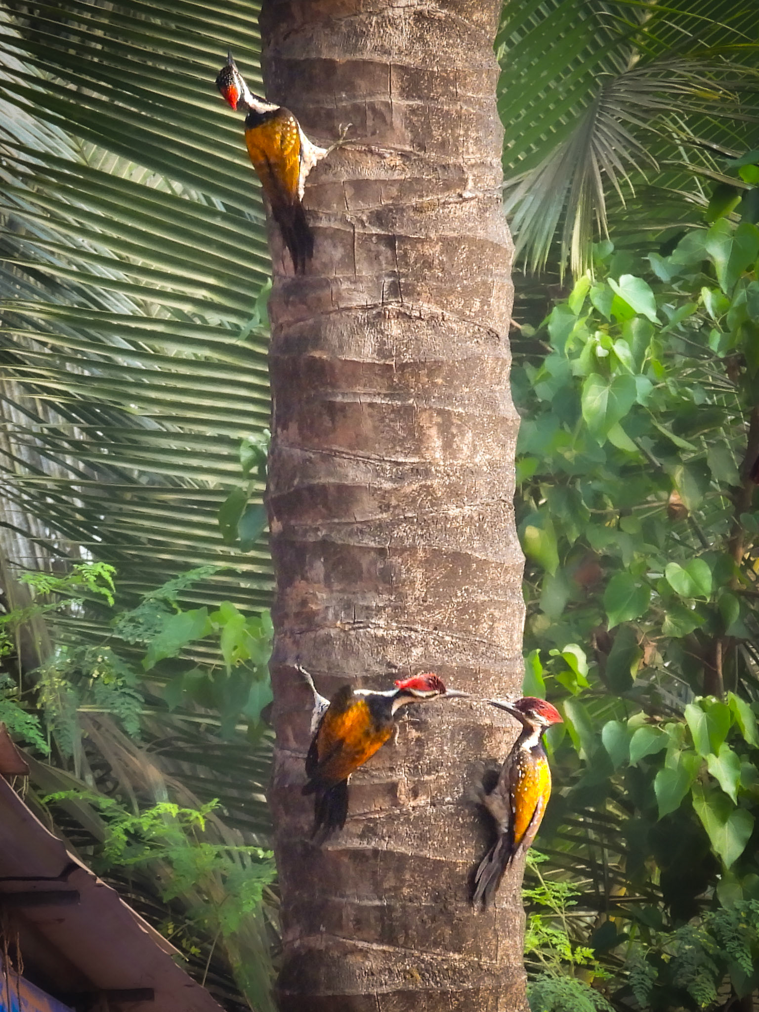 Black-rumped Flamebacks