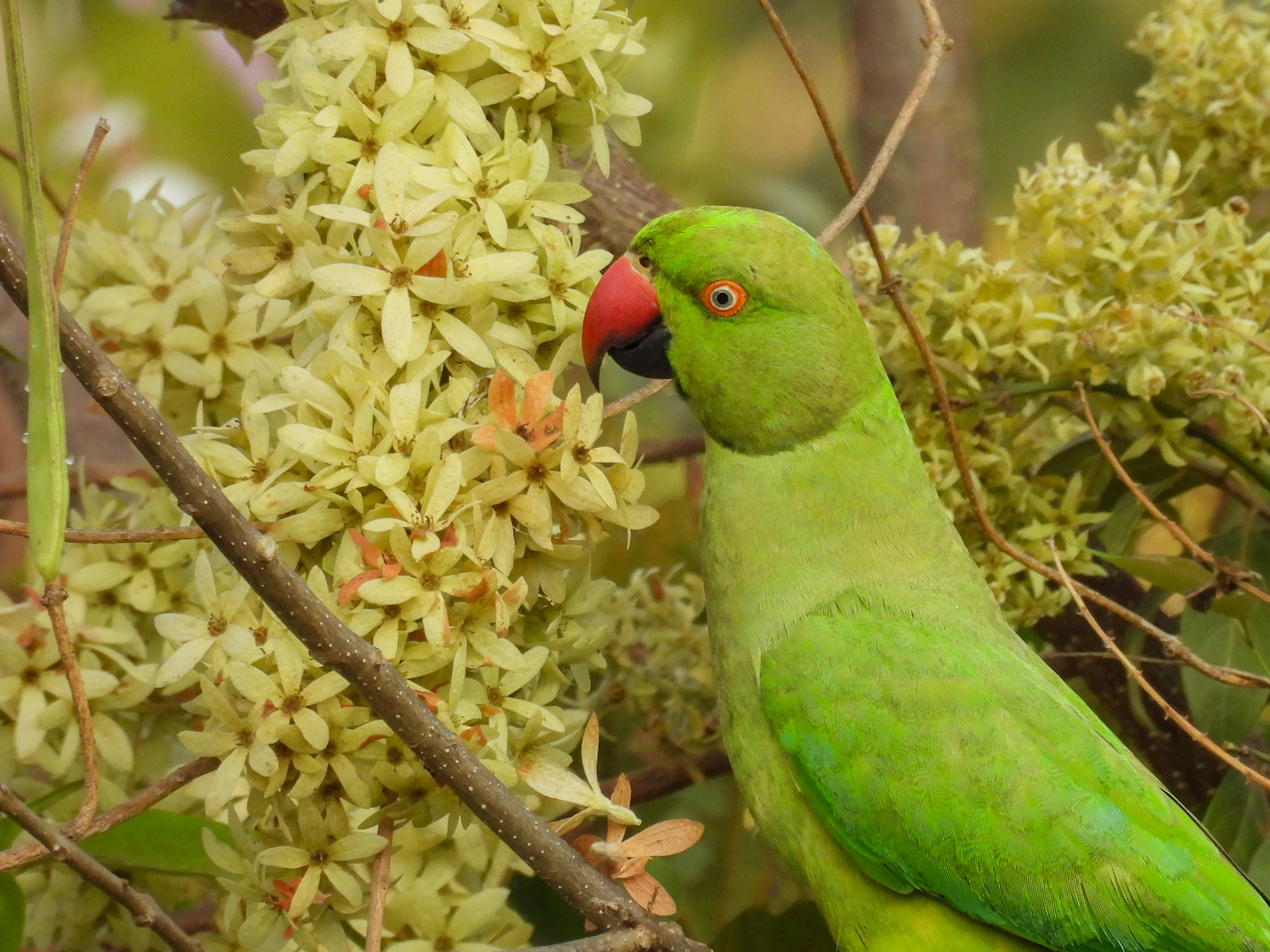 Rose-ringed Parakeet