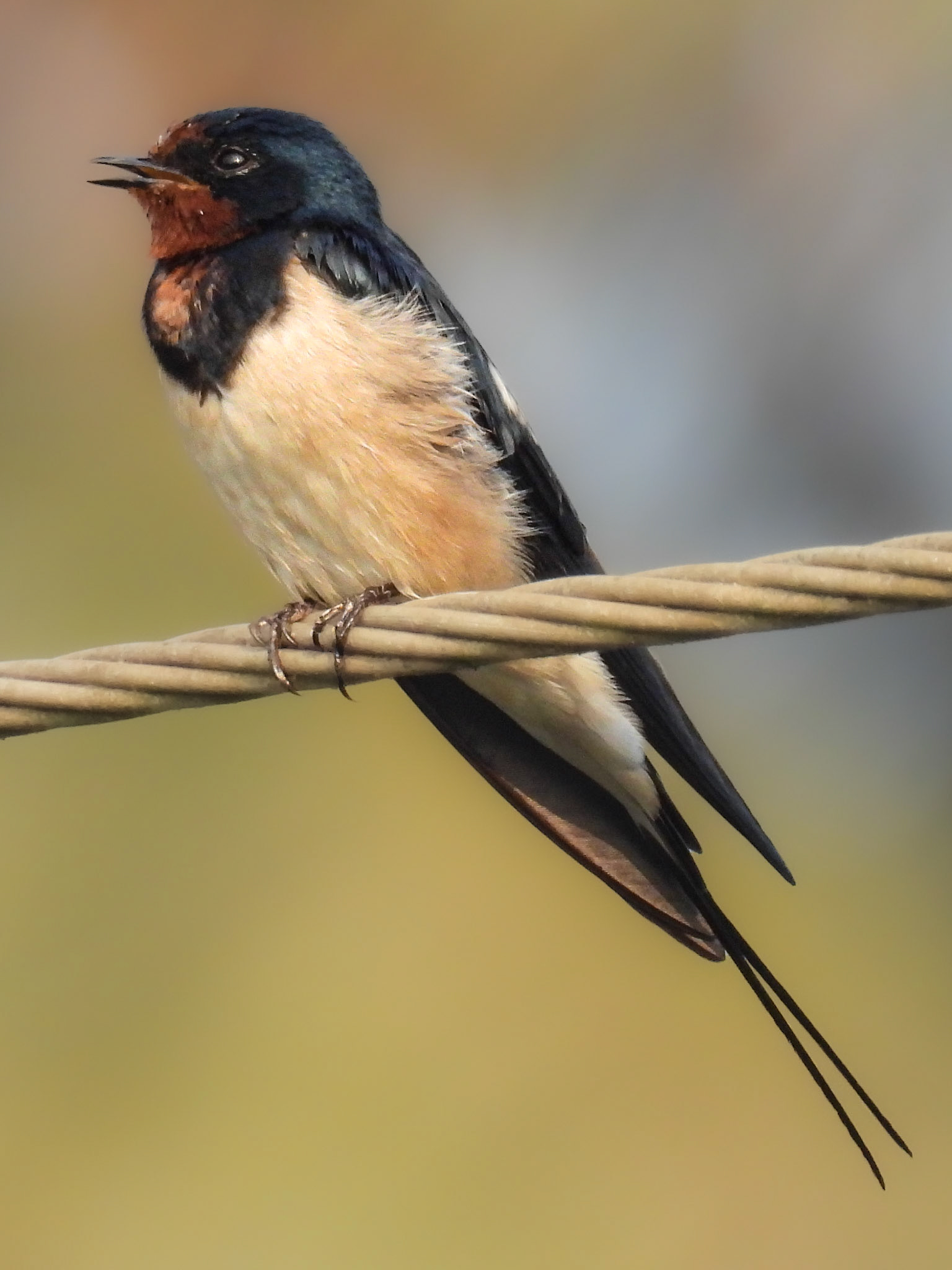 Barn Swallow