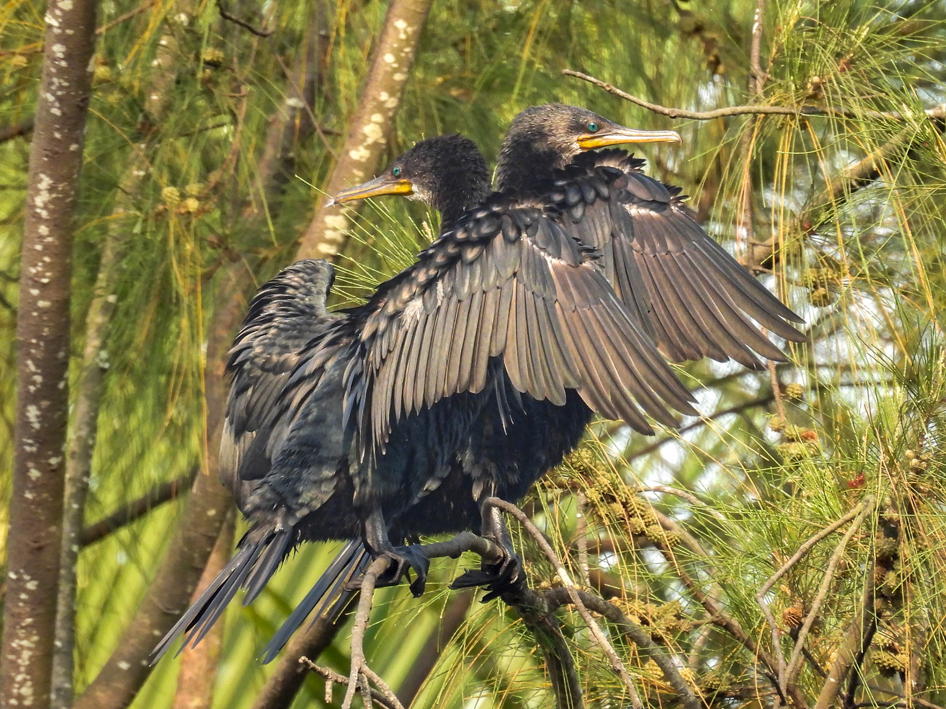 Indian Cormorants - In A Tangle