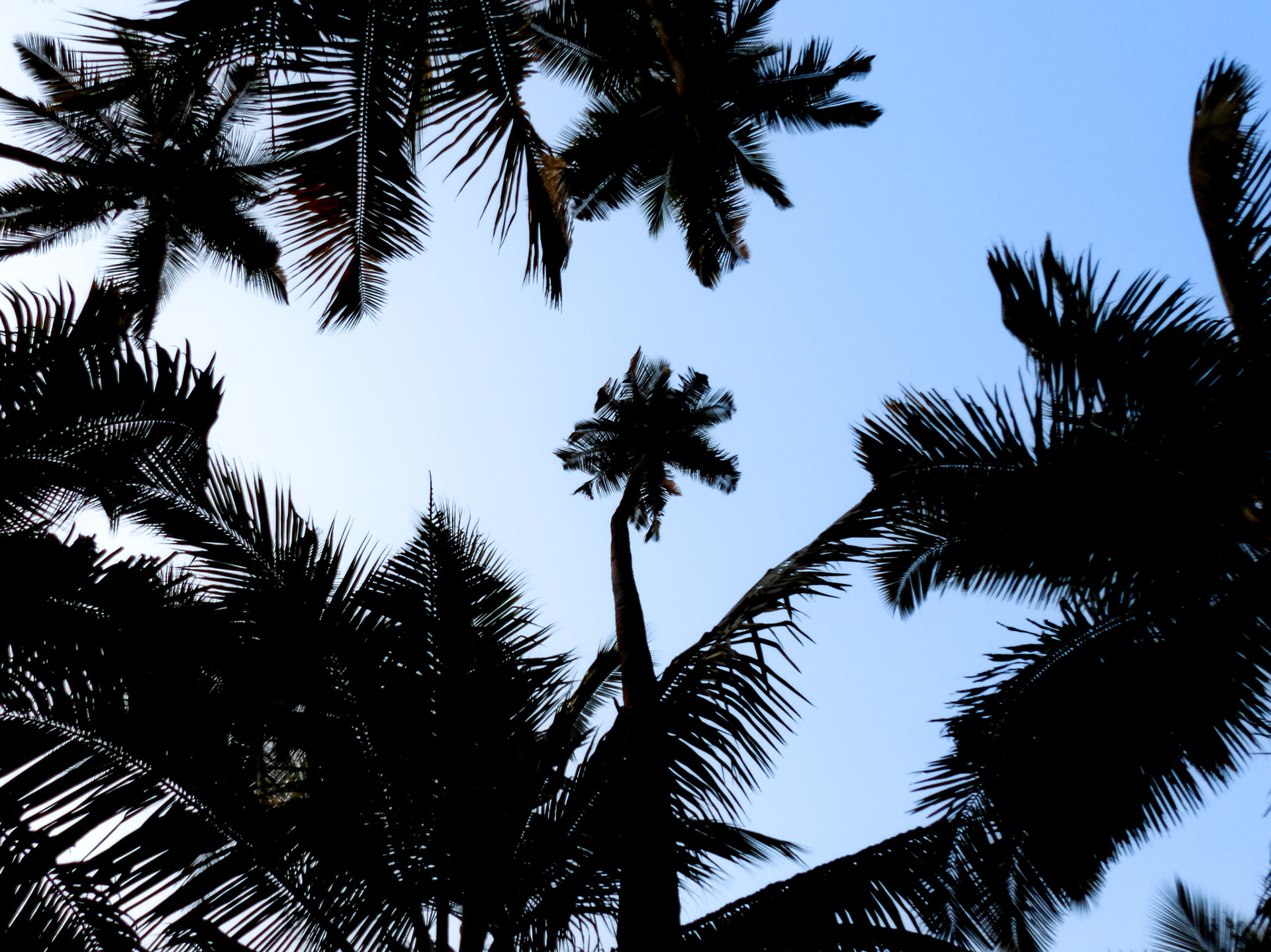 High Flying Palms (the ones where the Flamebacks were fighting)