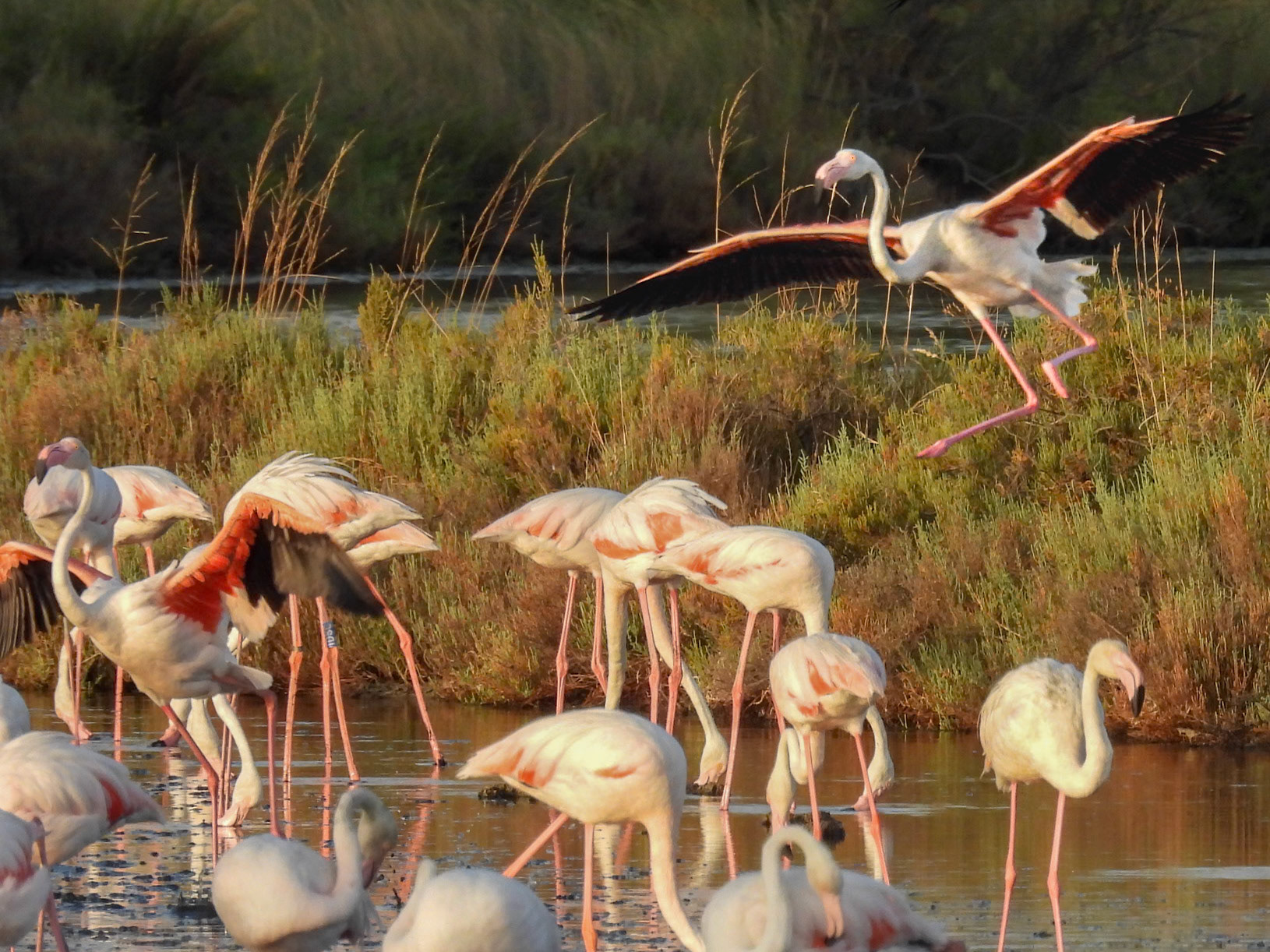 Greater Flamingo