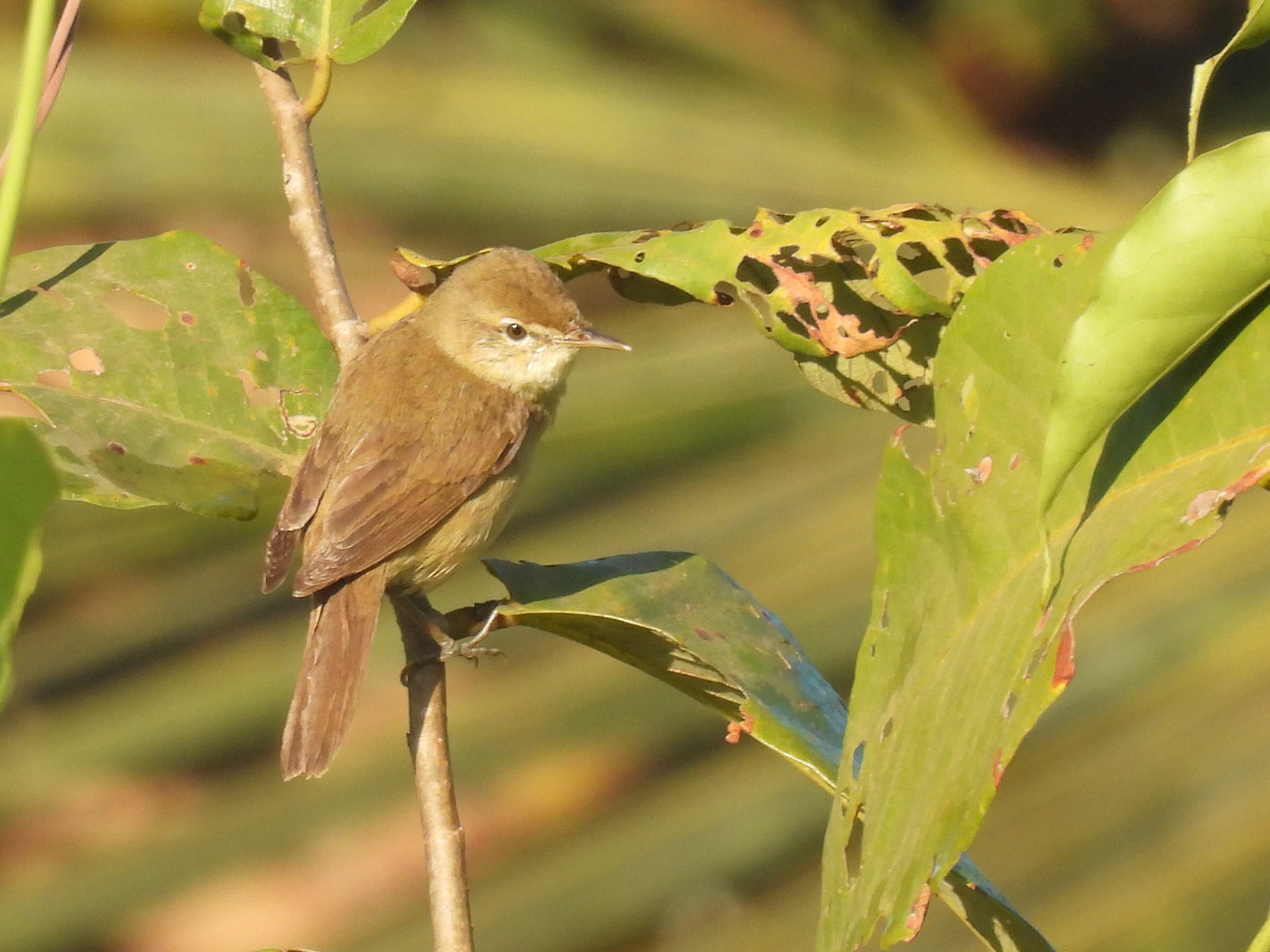 Blyth’s Reed Warbler