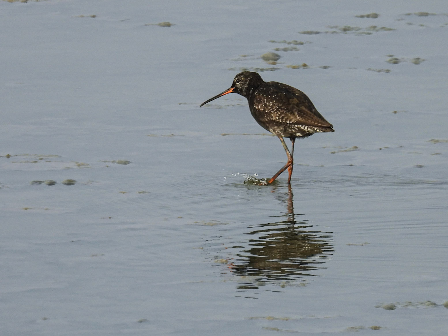 Spotted Redshank