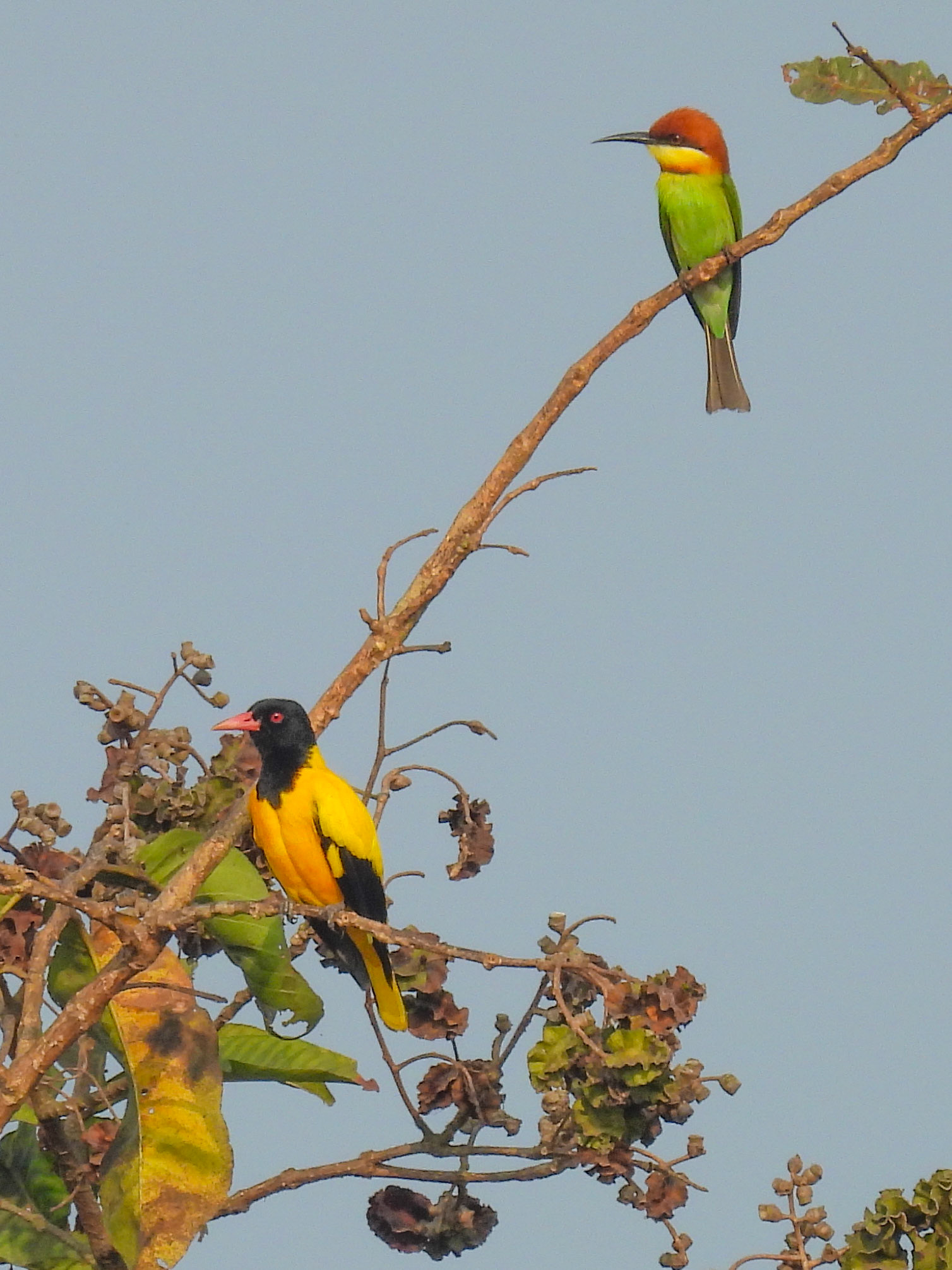 Black-hooded Oriole & Chestnut Bee-eater