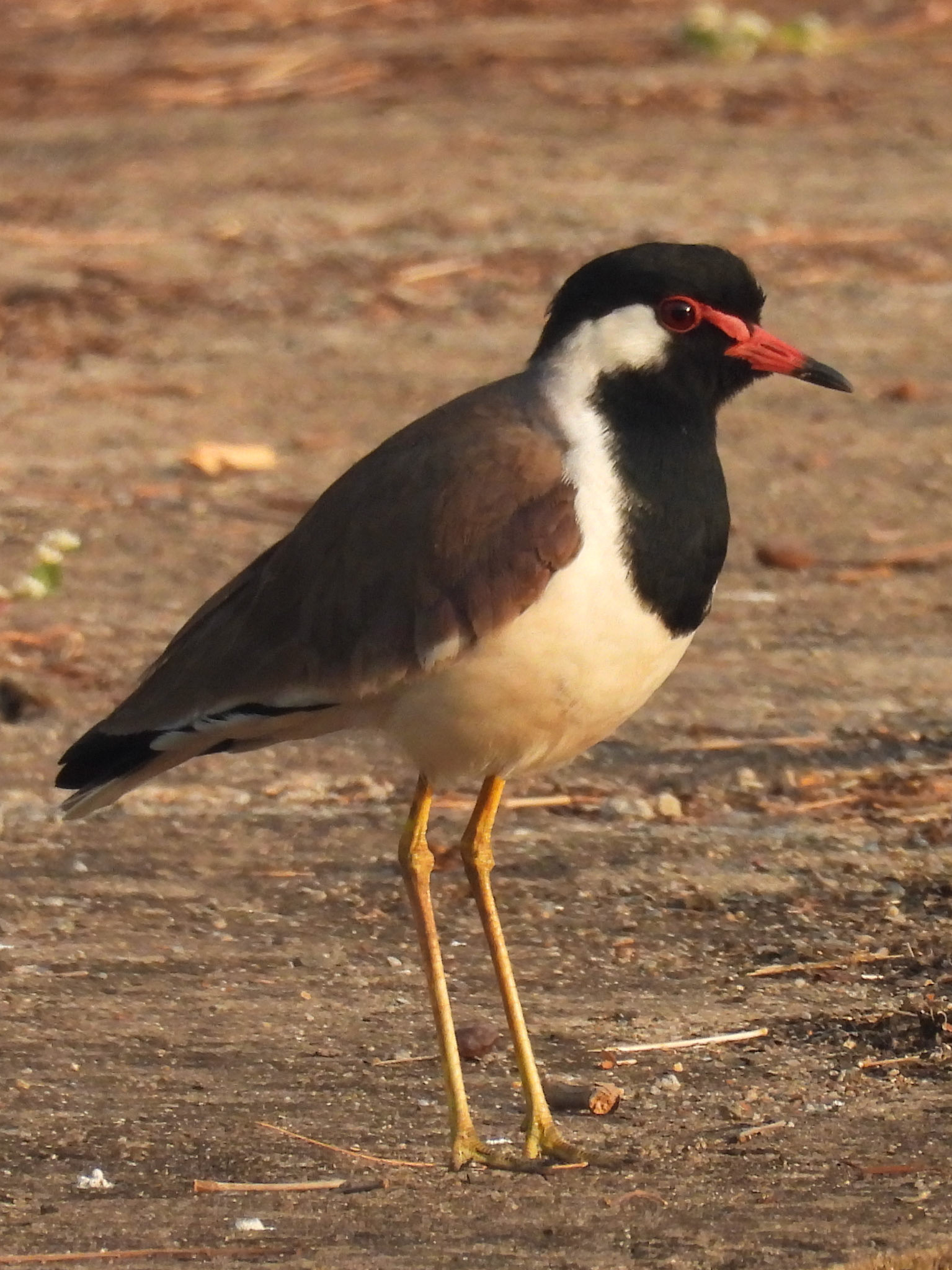 Red-wattled Lapwing 