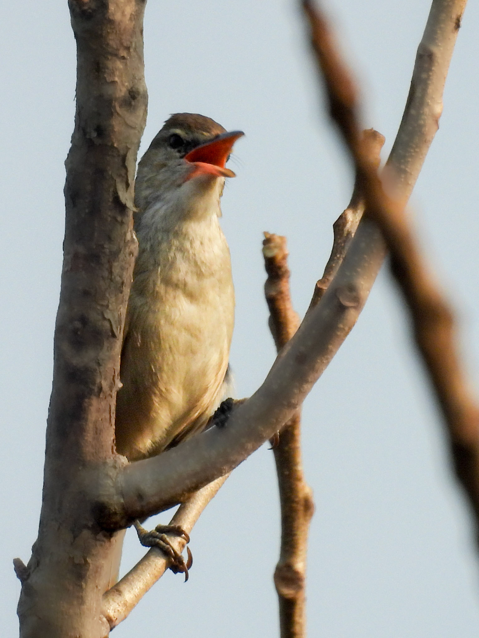 Clamorous Reed Warbler