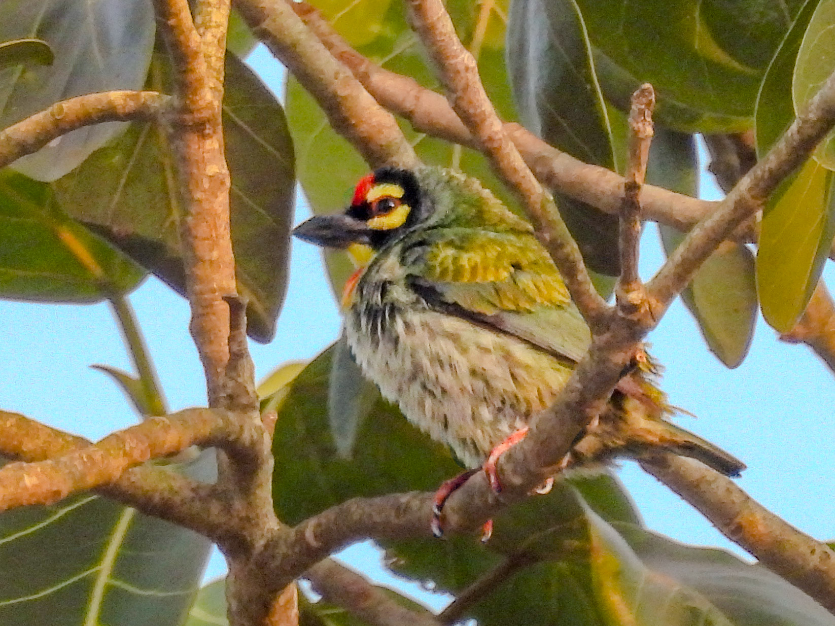 Coppersmith Barbet
