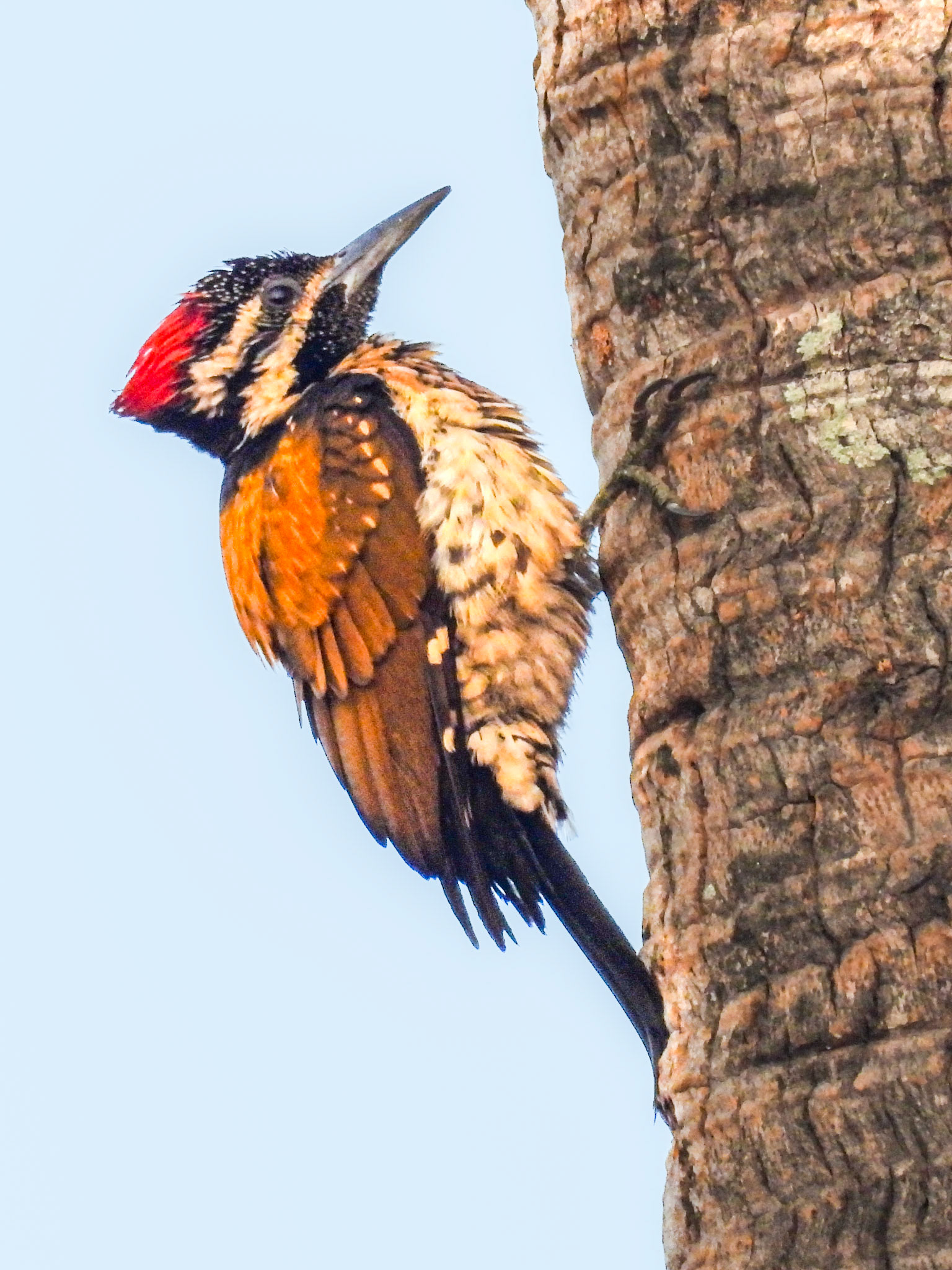 Black-rumped Flameback