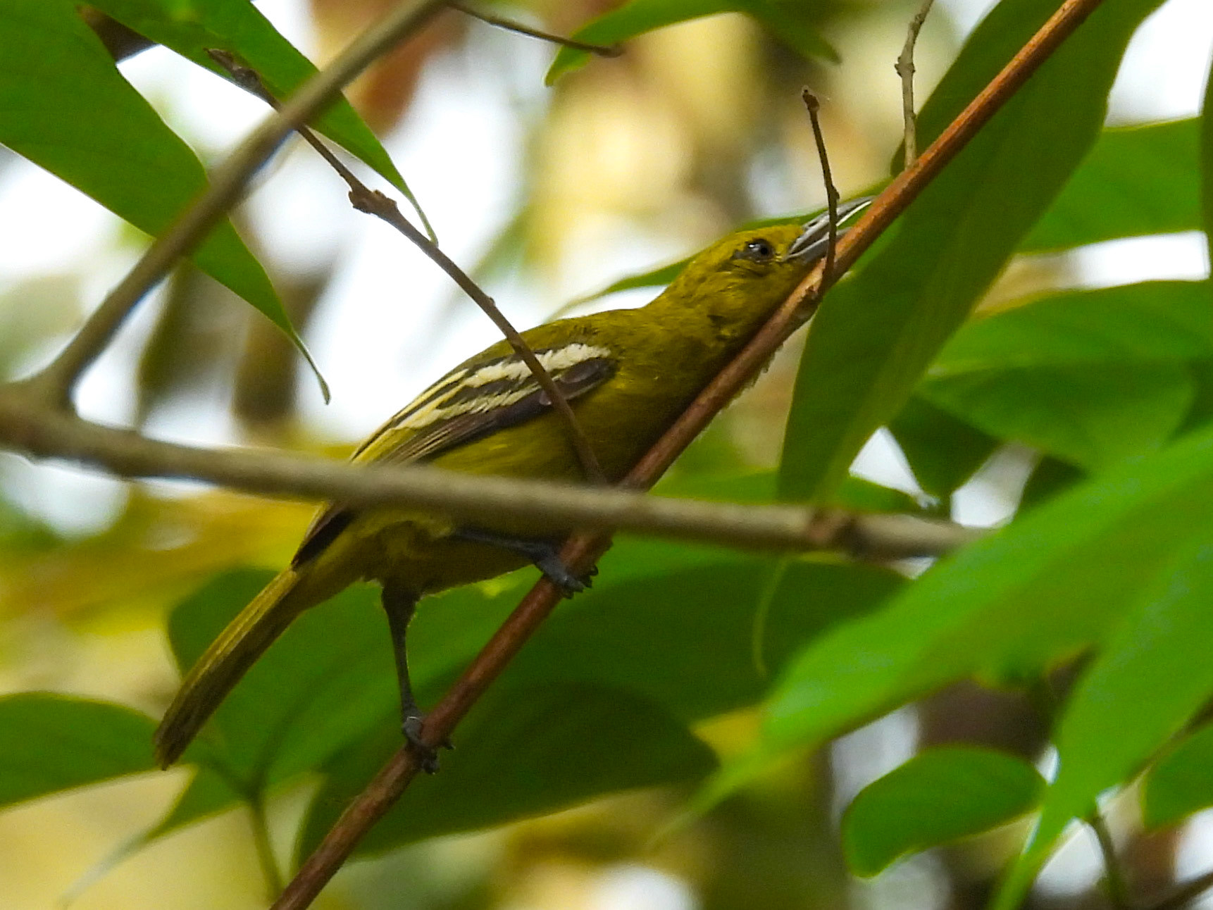 Common Iora