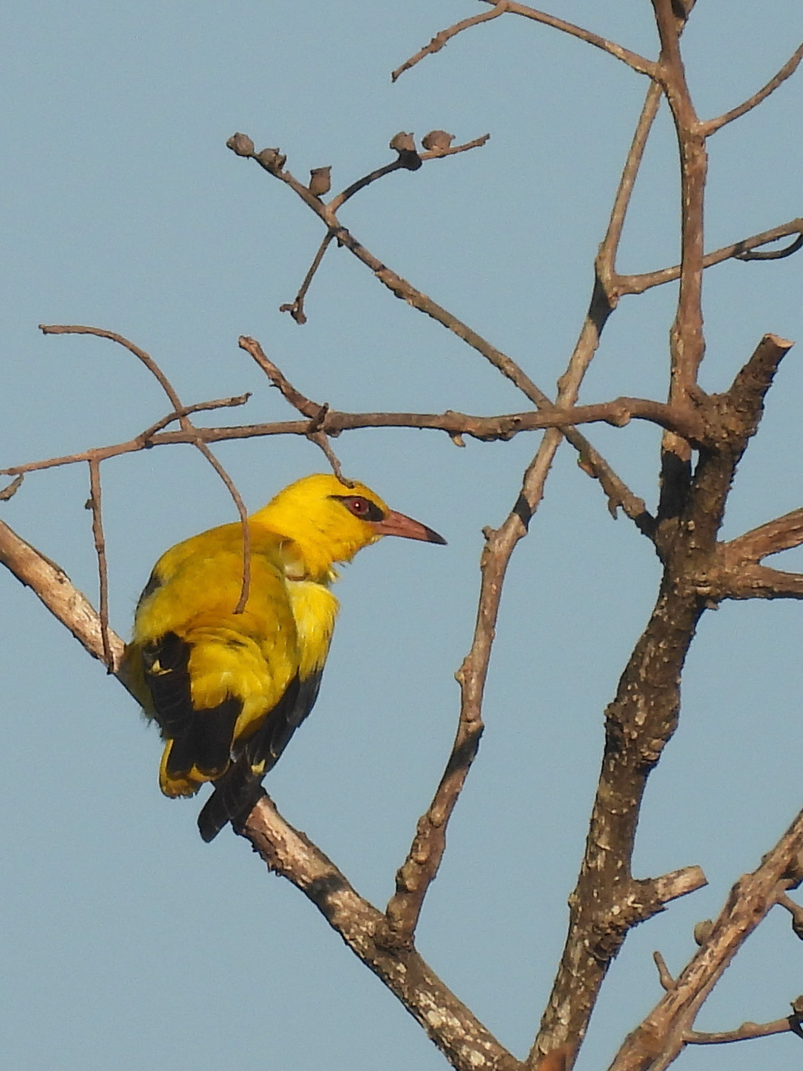 Indian Golden Oriole