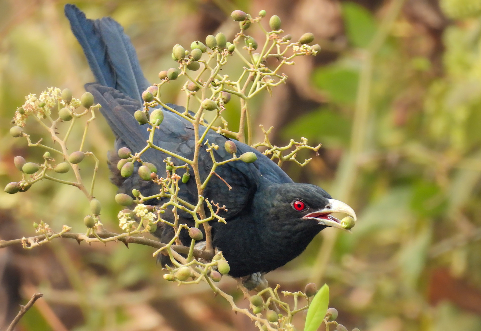 Asian Koel eating a zunna berry