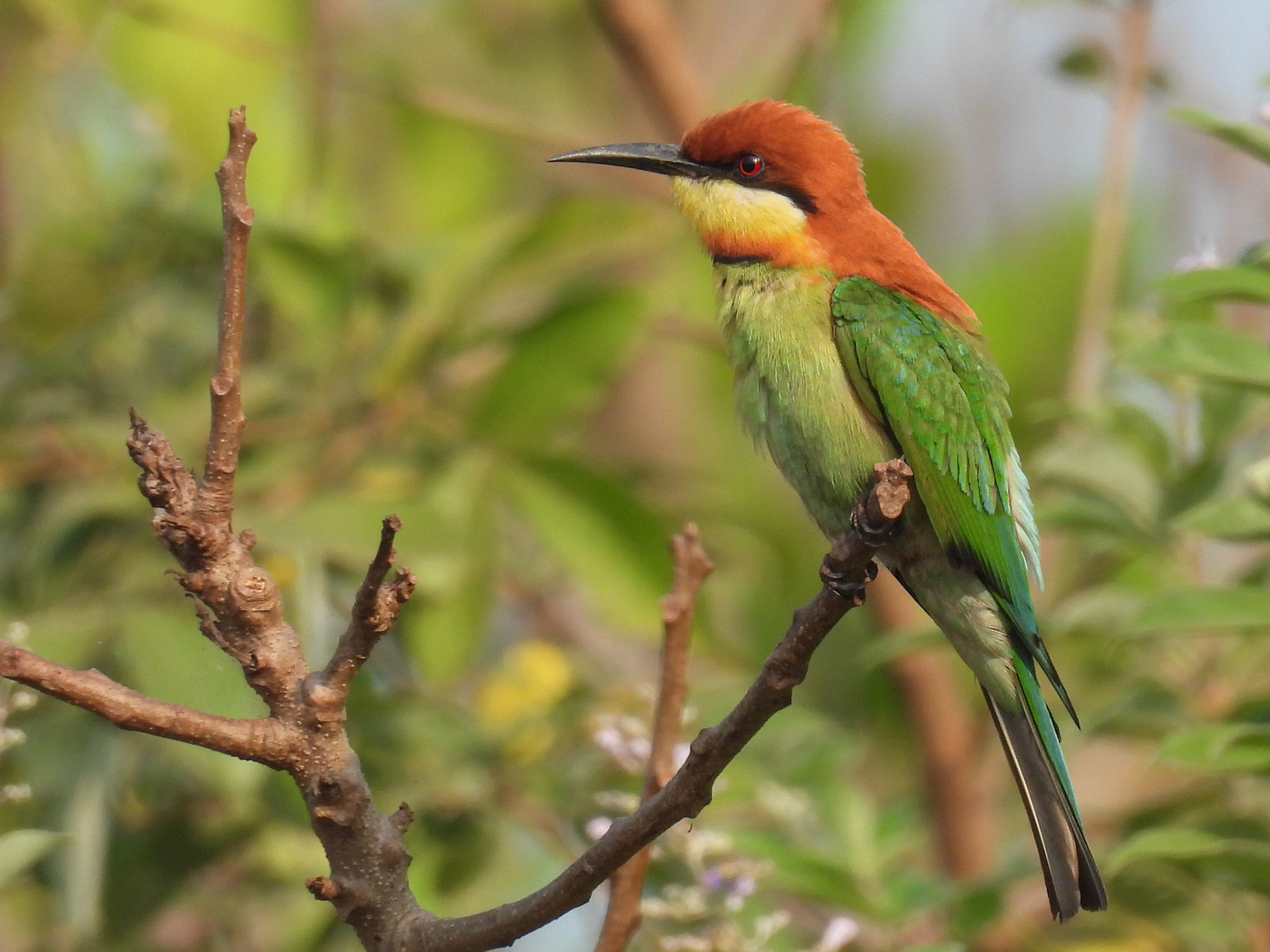 Chestnut-headed Bee-eater