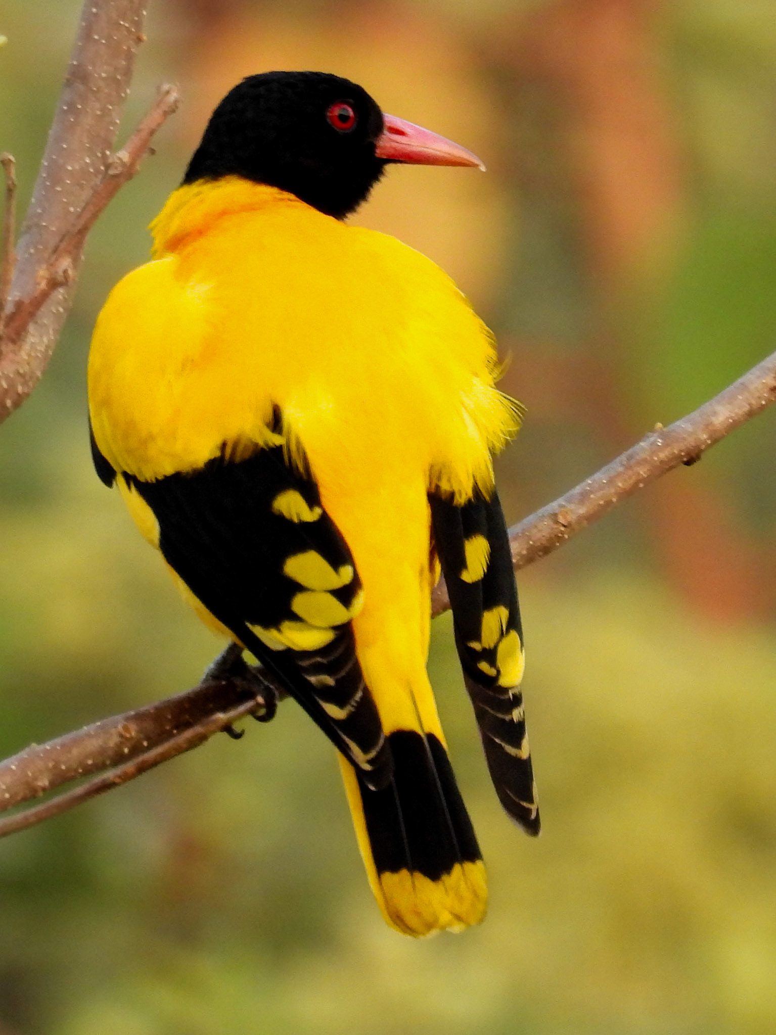 Black-hooded Oriole