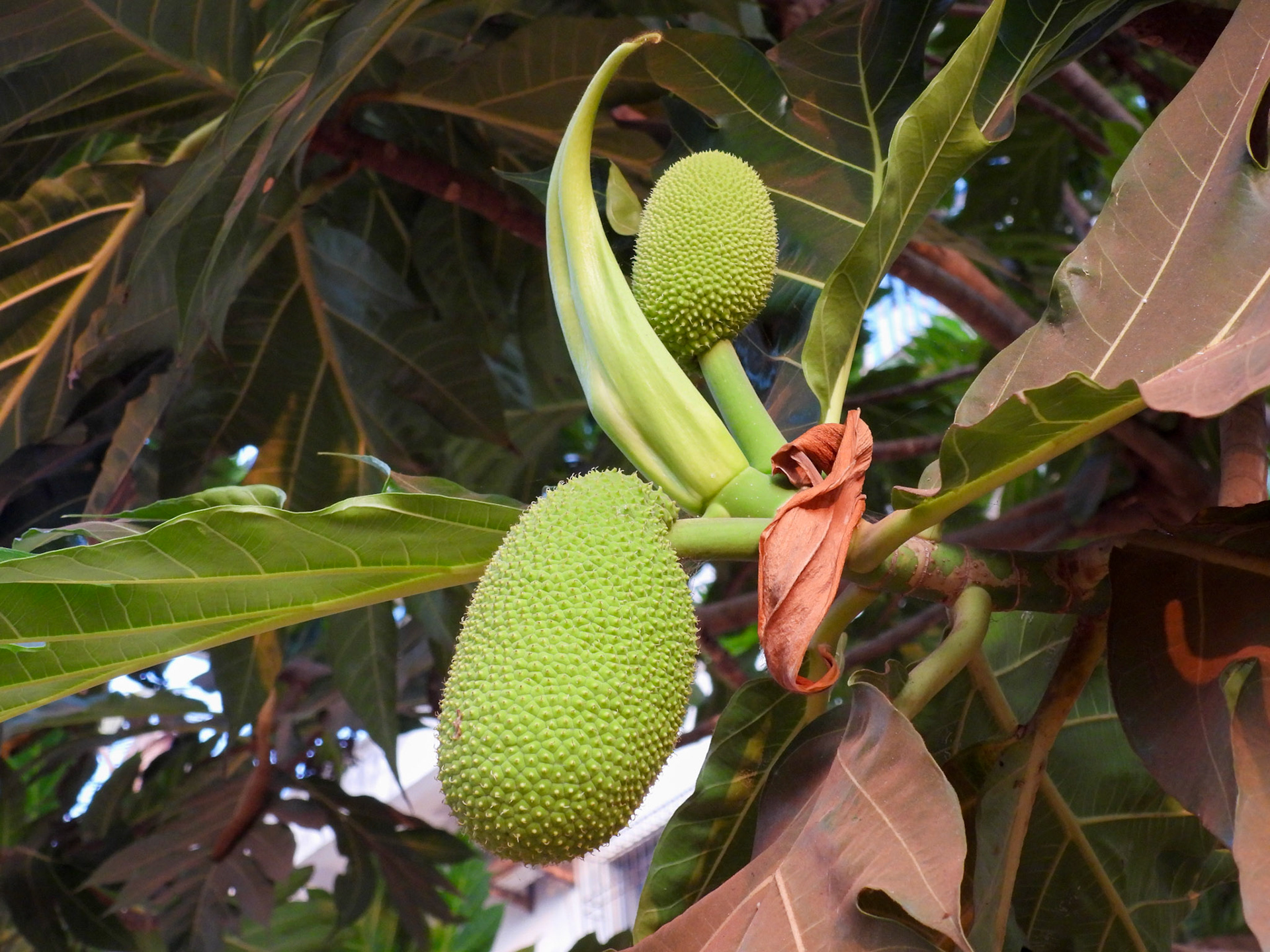 Breadfruit